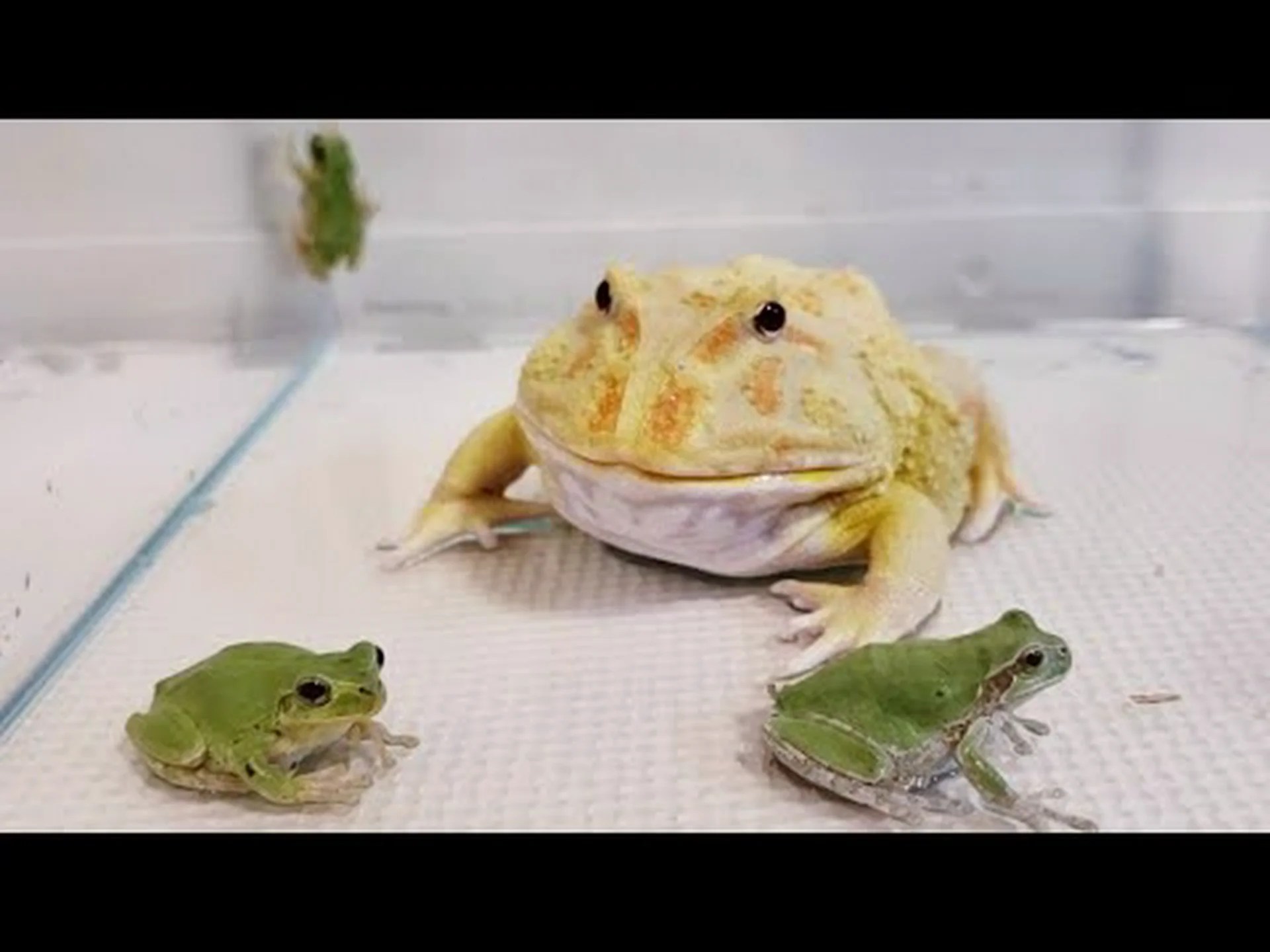 飛行と迷彩の間のカエル 飛行と迷彩の間のカエル