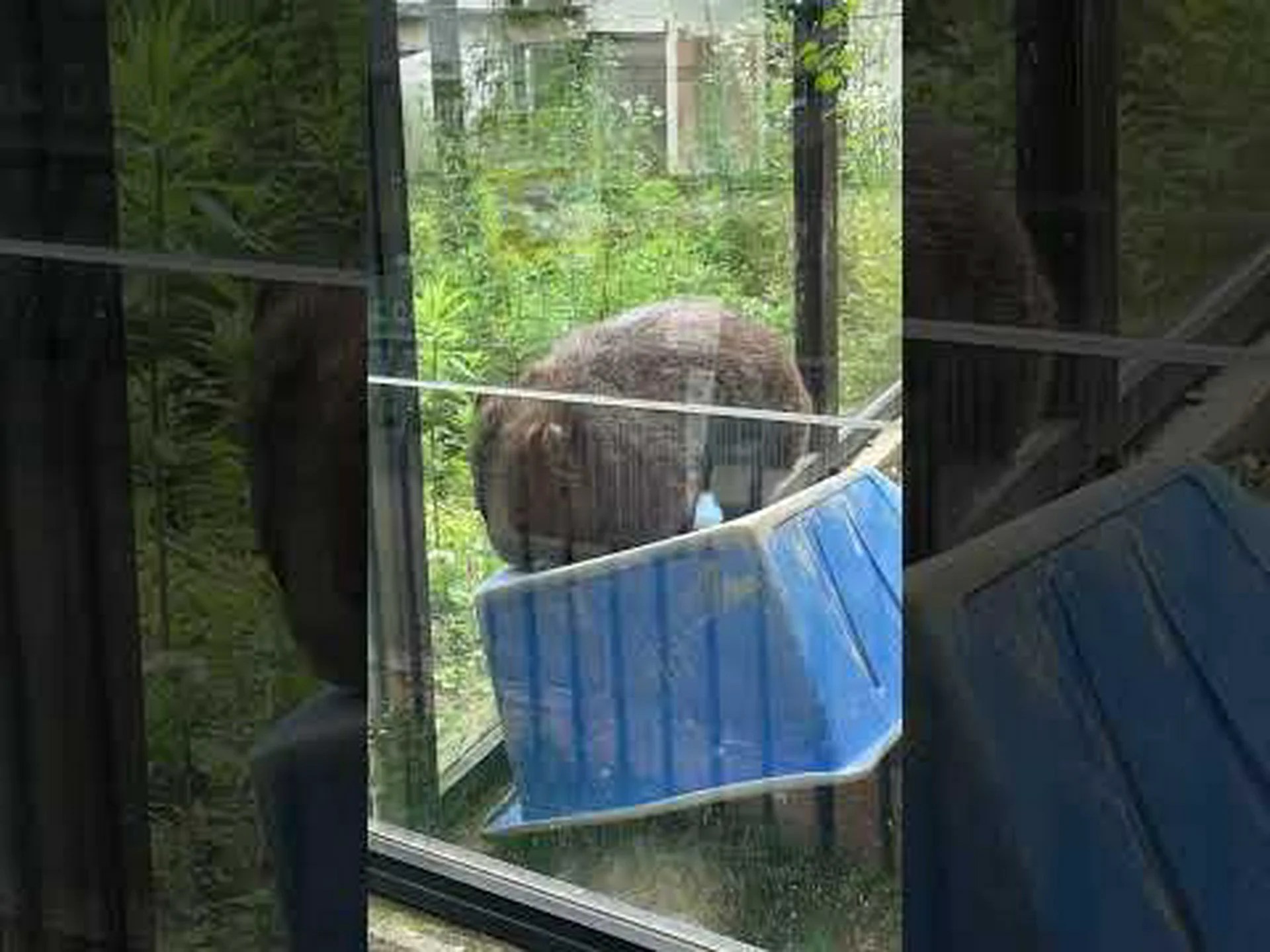 不安定なシェル 不安定なシェル