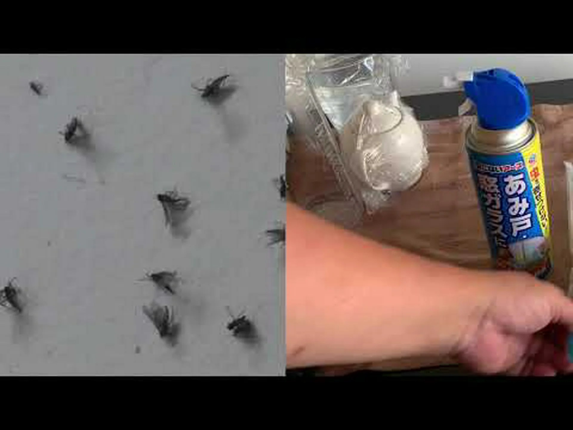 エレガントな小さな虫 エレガントな小さな虫