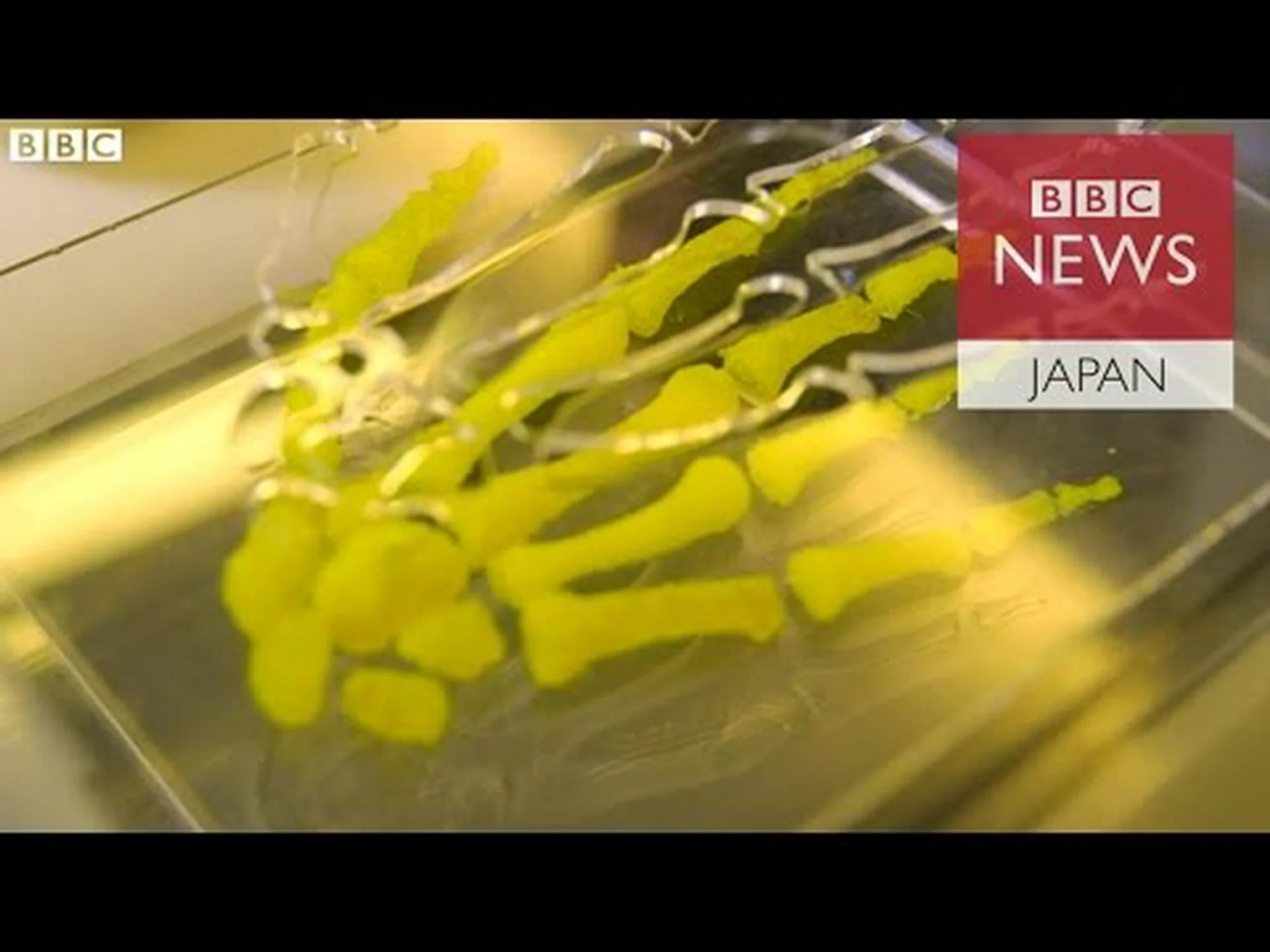 サル向けにオーダーメイドされた幹細胞 サル向けにオーダーメイドされた幹細胞