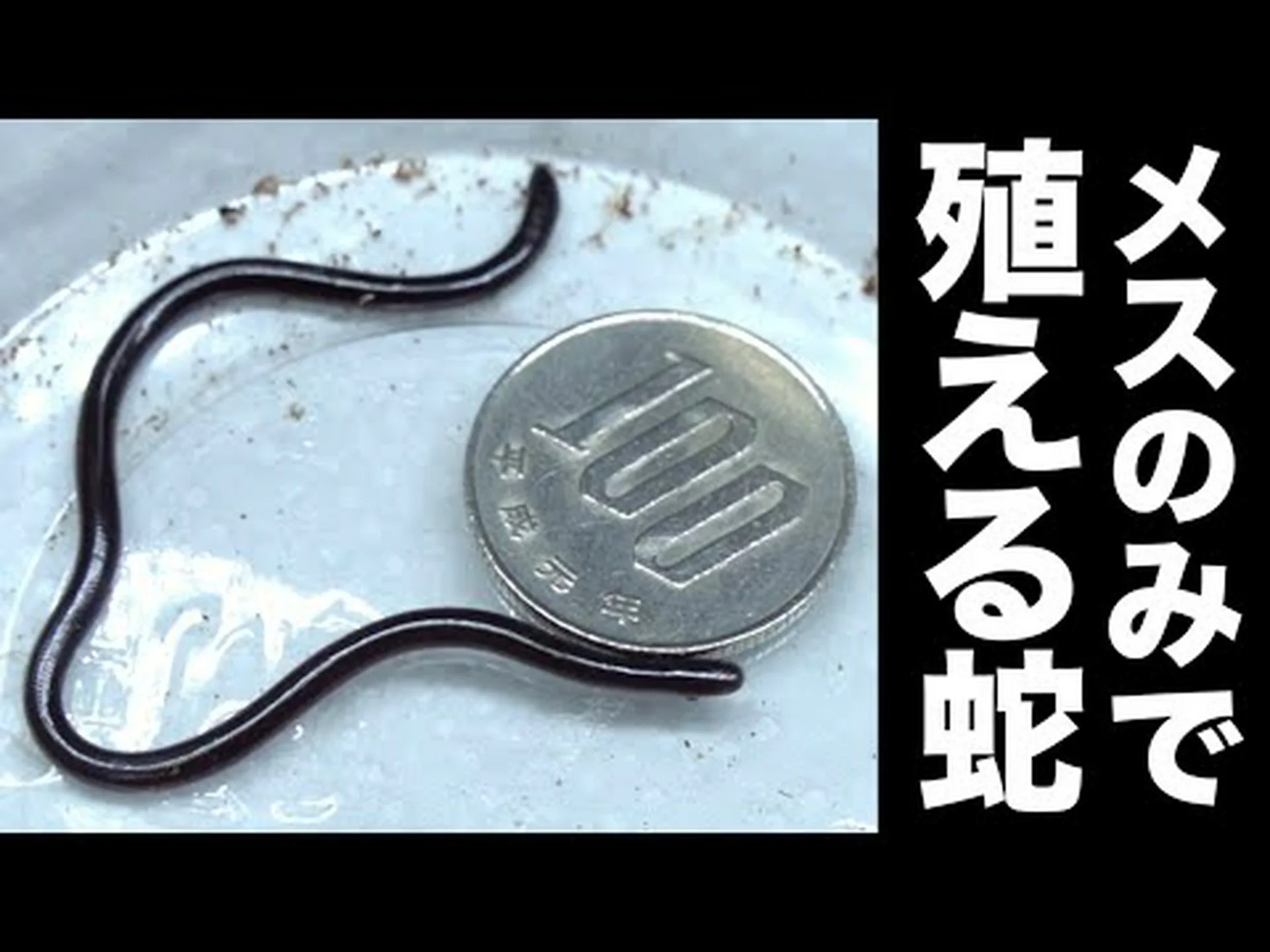 世界最小のヘビ 世界最小のヘビ