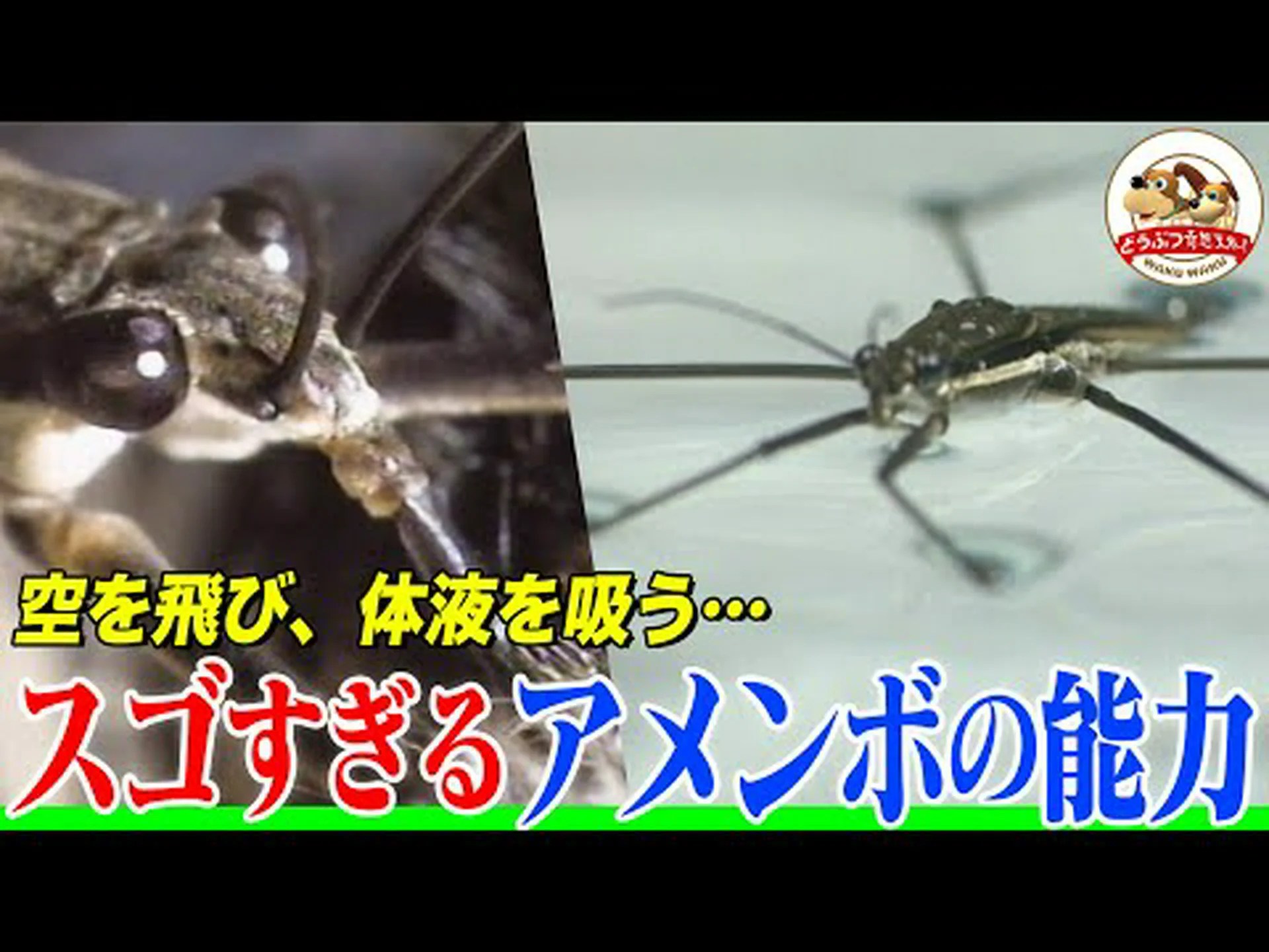 アメンボは本物のジャンプアーティストです アメンボは本物のジャンプアーティストです