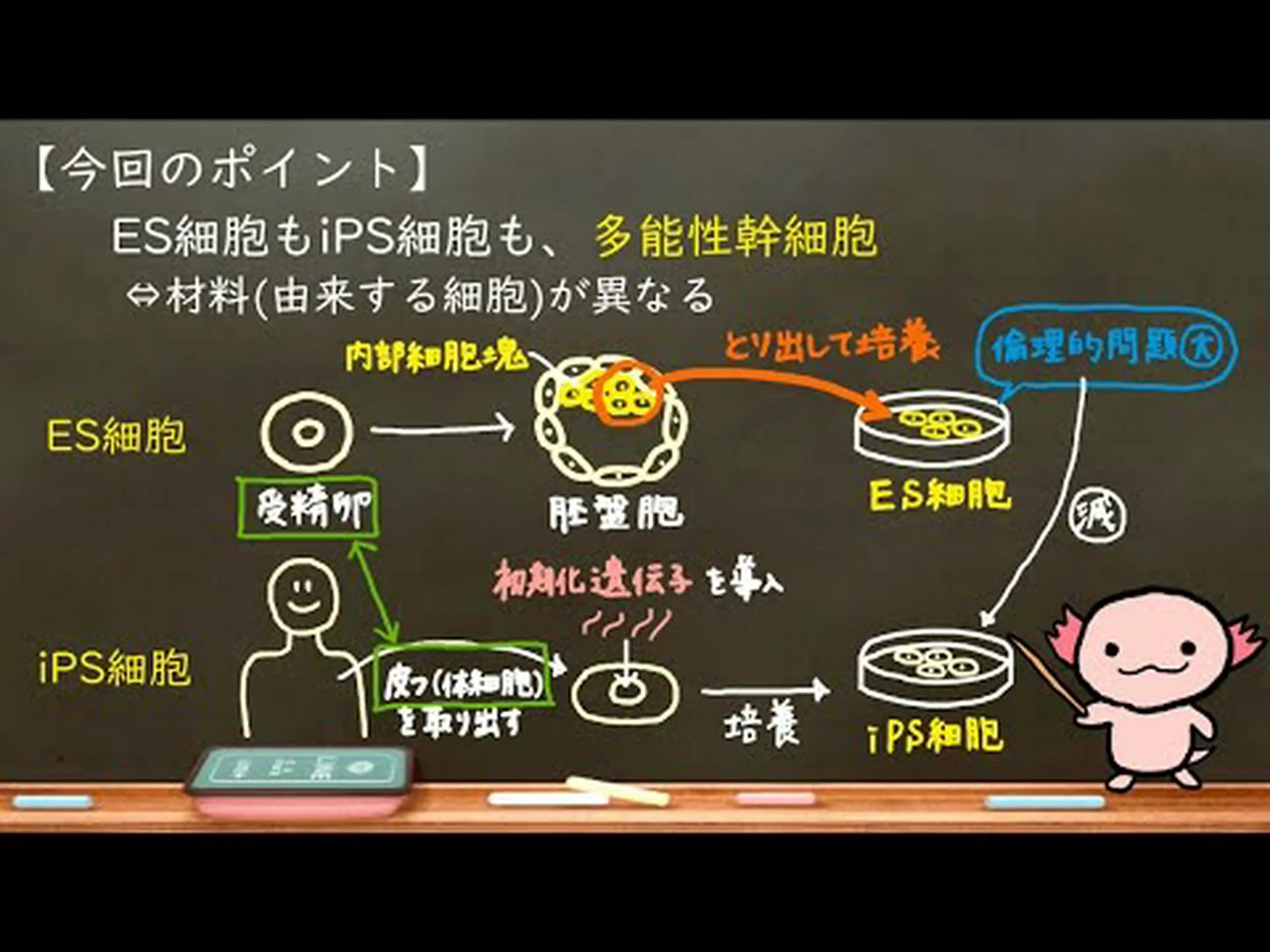 ヒト胚性幹細胞から作られた脳細胞 ヒト胚性幹細胞から作られた脳細胞