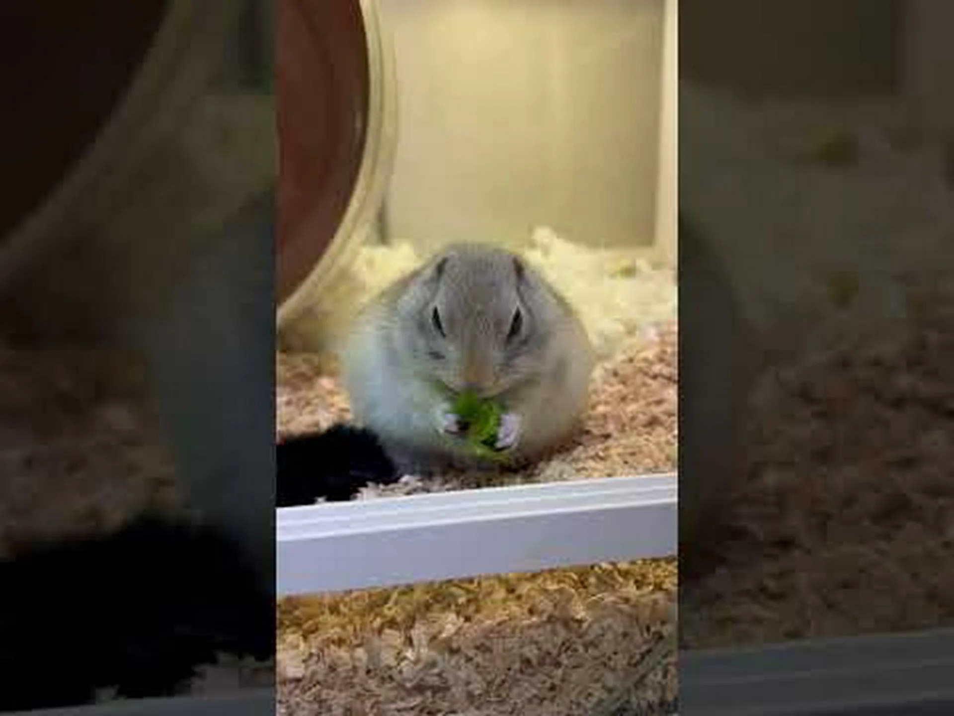 ジリスは匂いで親戚を認識する ジリスは匂いで親戚を認識する