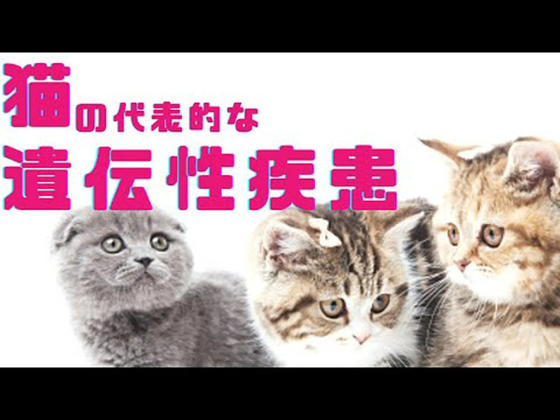 放たれたオオヤマネコの遺伝的多様性は低い 放たれたオオヤマネコの遺伝的多様性は低い
