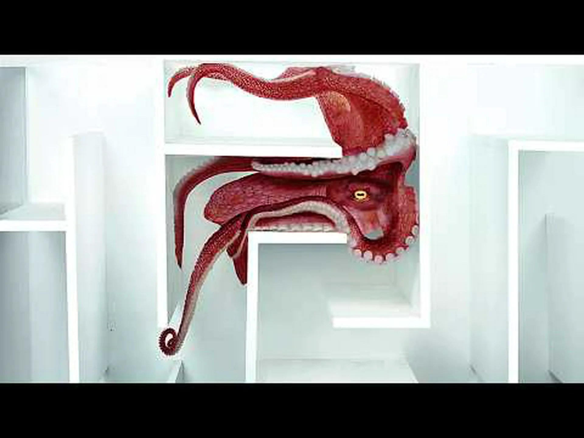 賢いタコ 賢いタコ