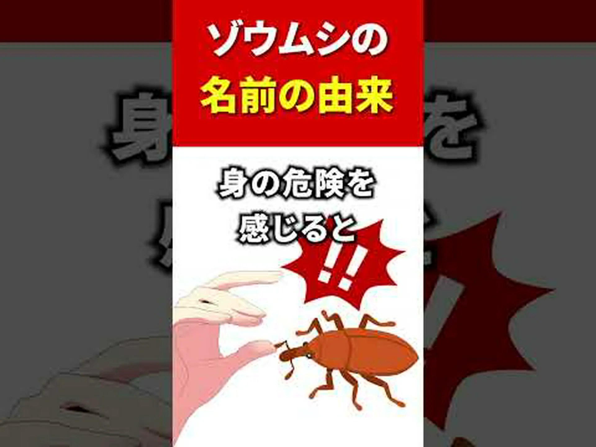 左ゾウムシ、右ゾウムシ? 左ゾウムシ、右ゾウムシ?