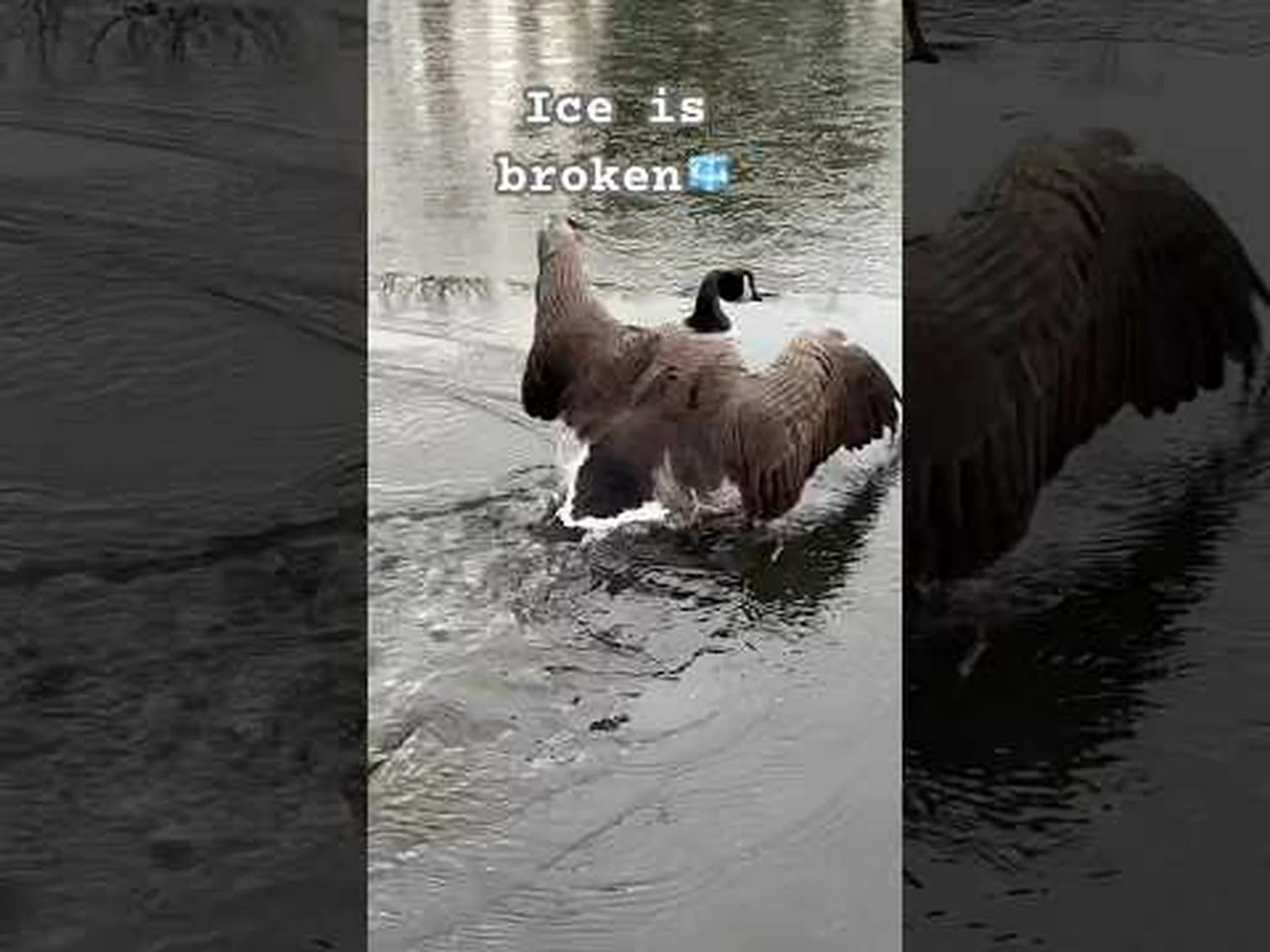 渡り鳥への夜襲 渡り鳥への夜襲