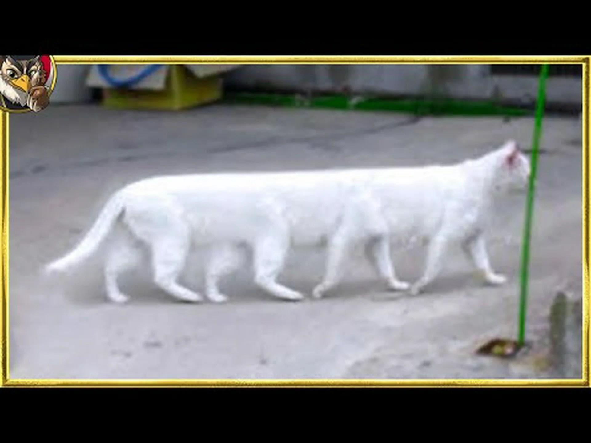 世界で最も珍しい猫 世界で最も珍しい猫