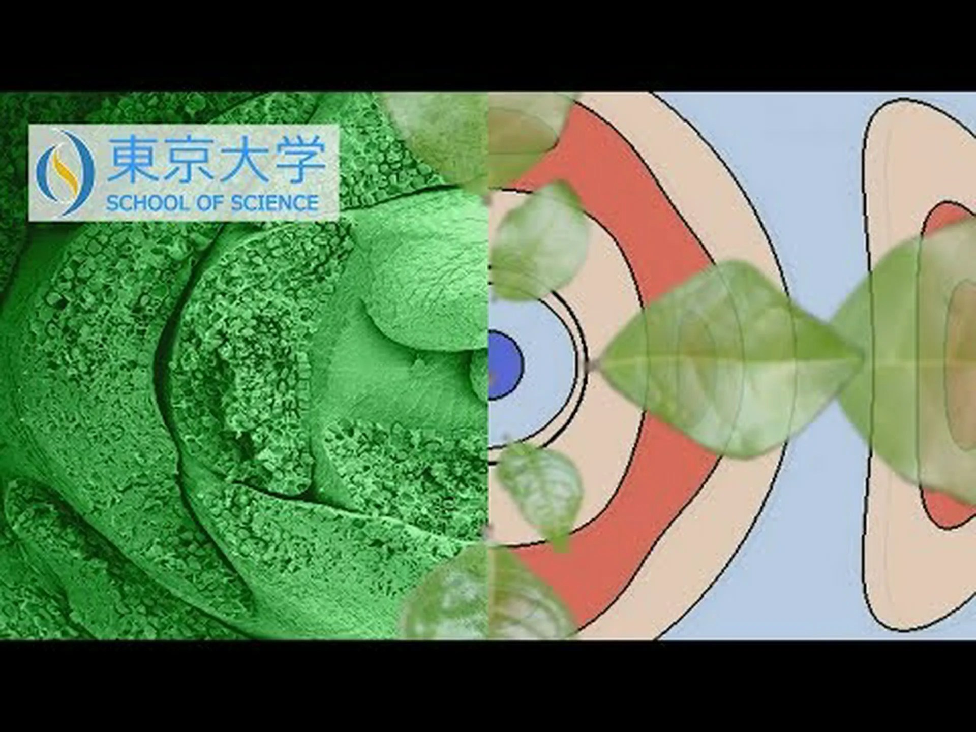 研究者らが植物の葉の仕組みを解明 研究者らが植物の葉の仕組みを解明