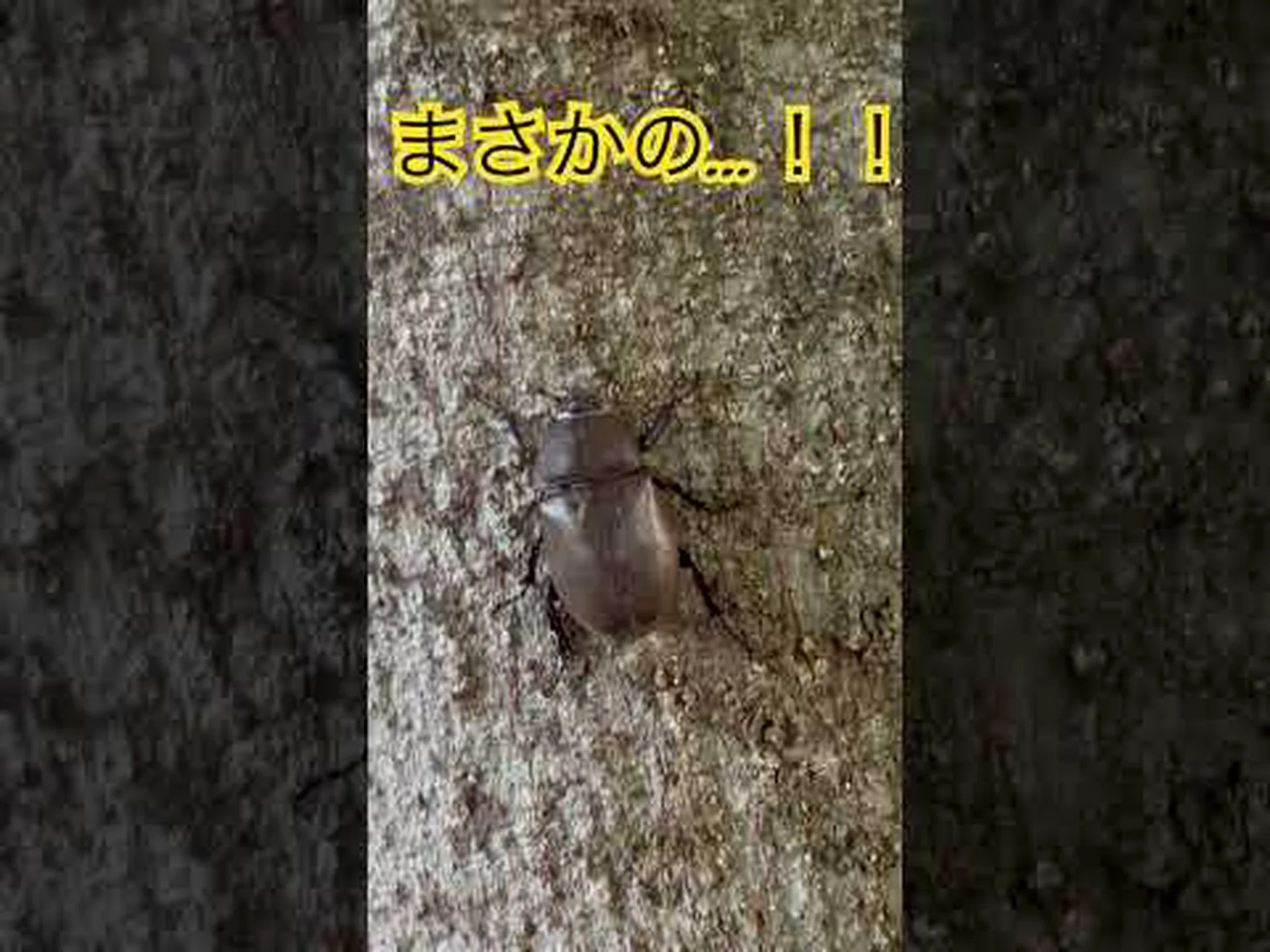 カブトムシはオシッコをして死ぬと言われています カブトムシはオシッコをして死ぬと言われています