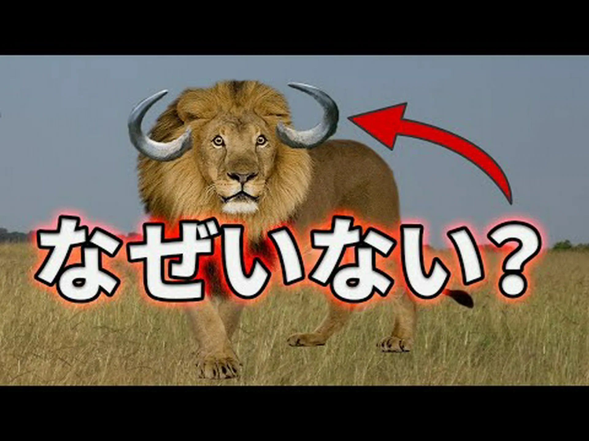 肉食動物のコードについての洞察 肉食動物のコードについての洞察
