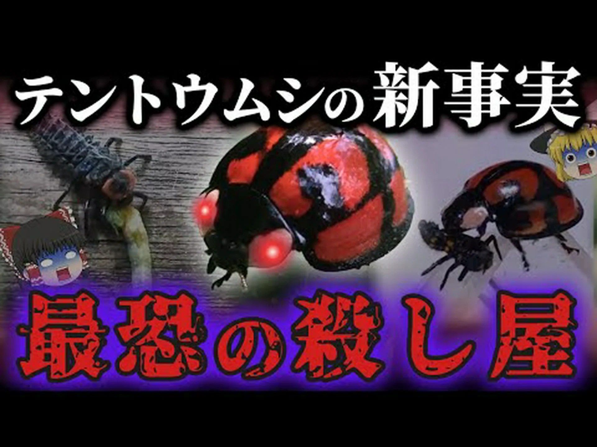 奇妙なてんとう虫 奇妙なてんとう虫