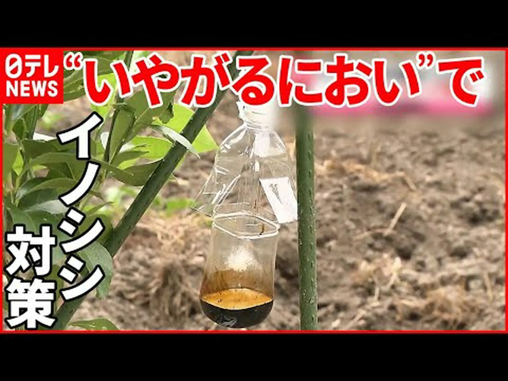 外来種のイノシシが気候に負担をかけている 外来種のイノシシが気候に負担をかけている