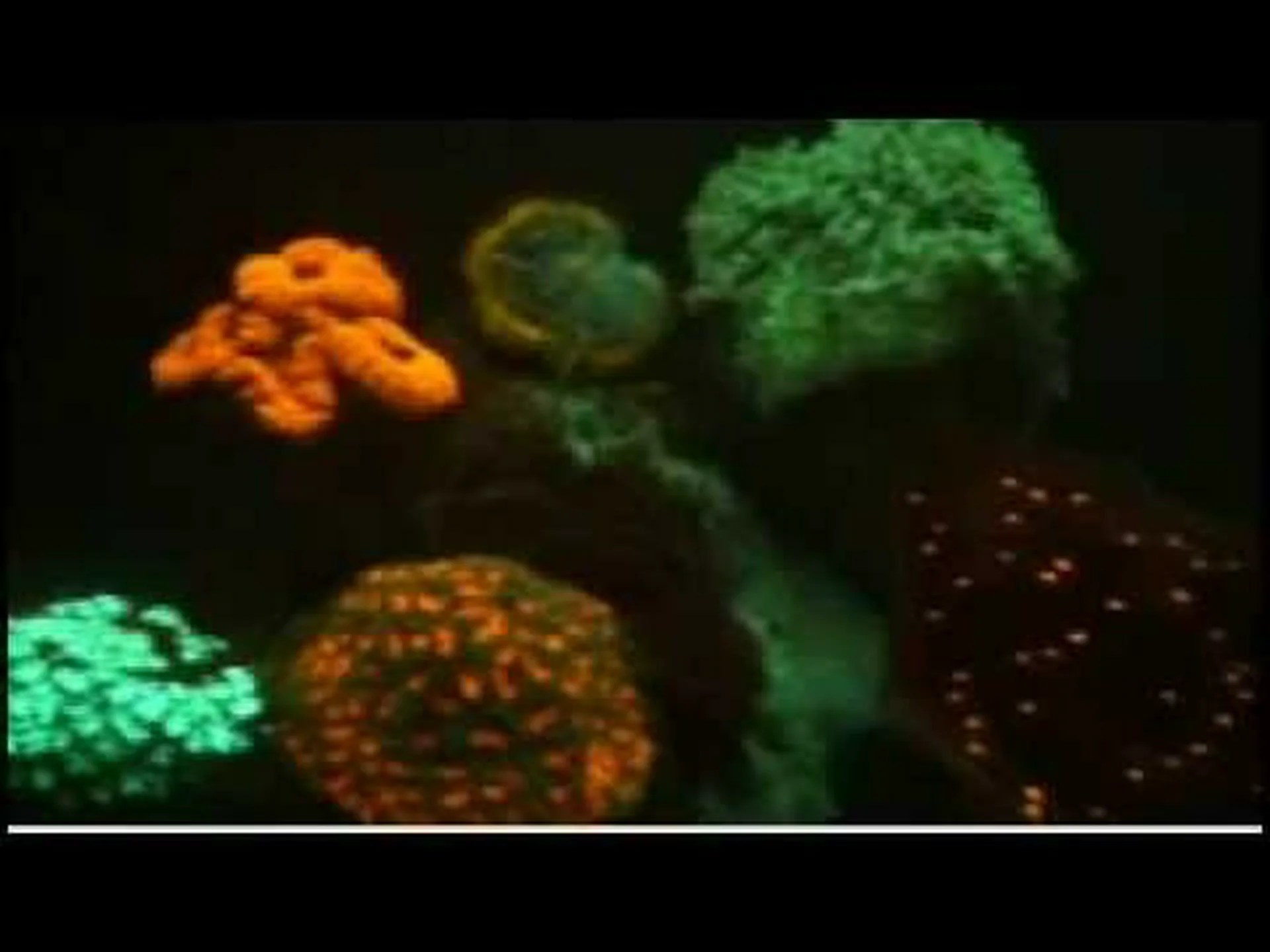 色鮮やかなサンゴを発見 色鮮やかなサンゴを発見