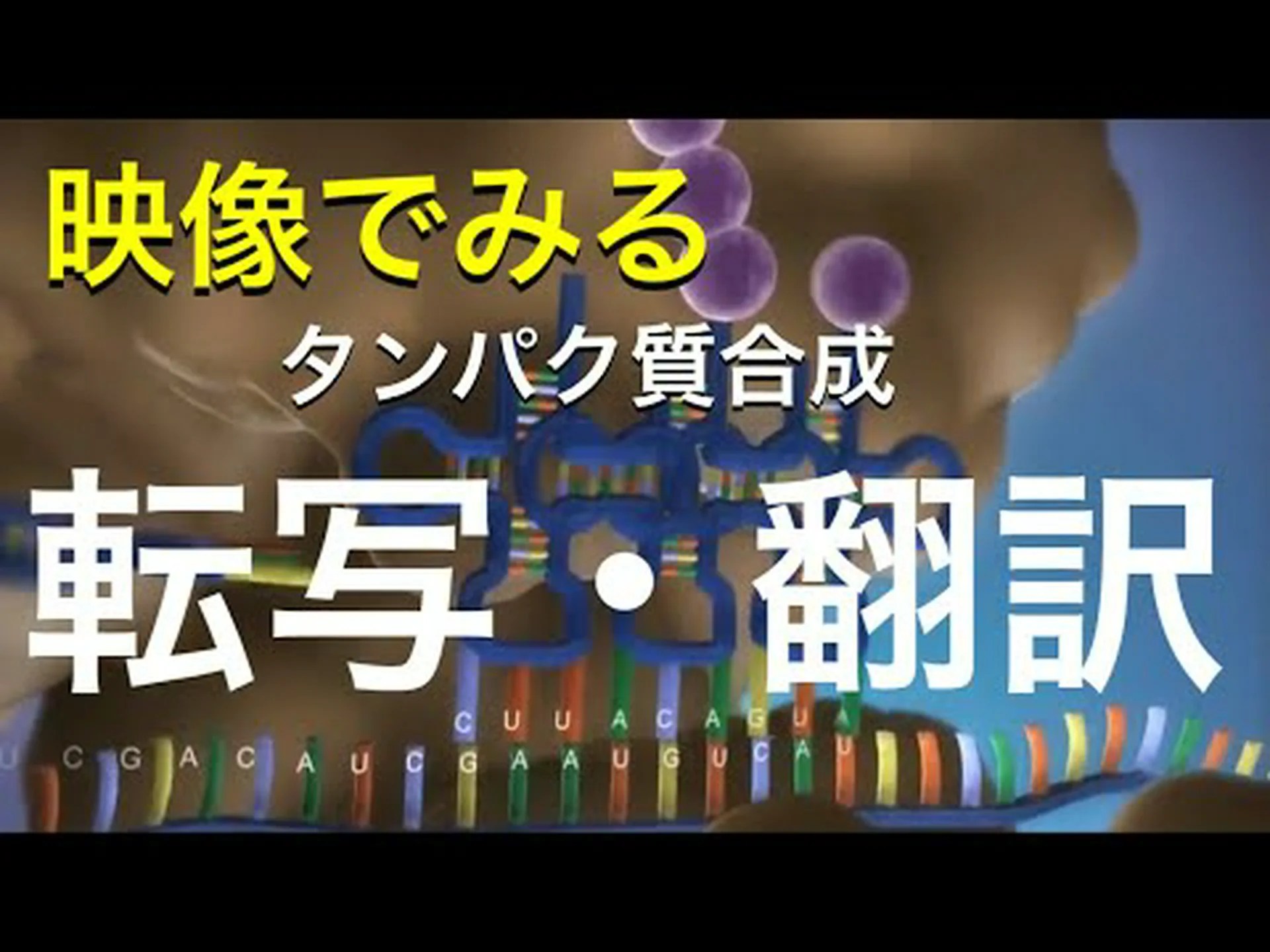 神経細胞の指状突起におけるタンパク質合成 神経細胞の指状突起におけるタンパク質合成