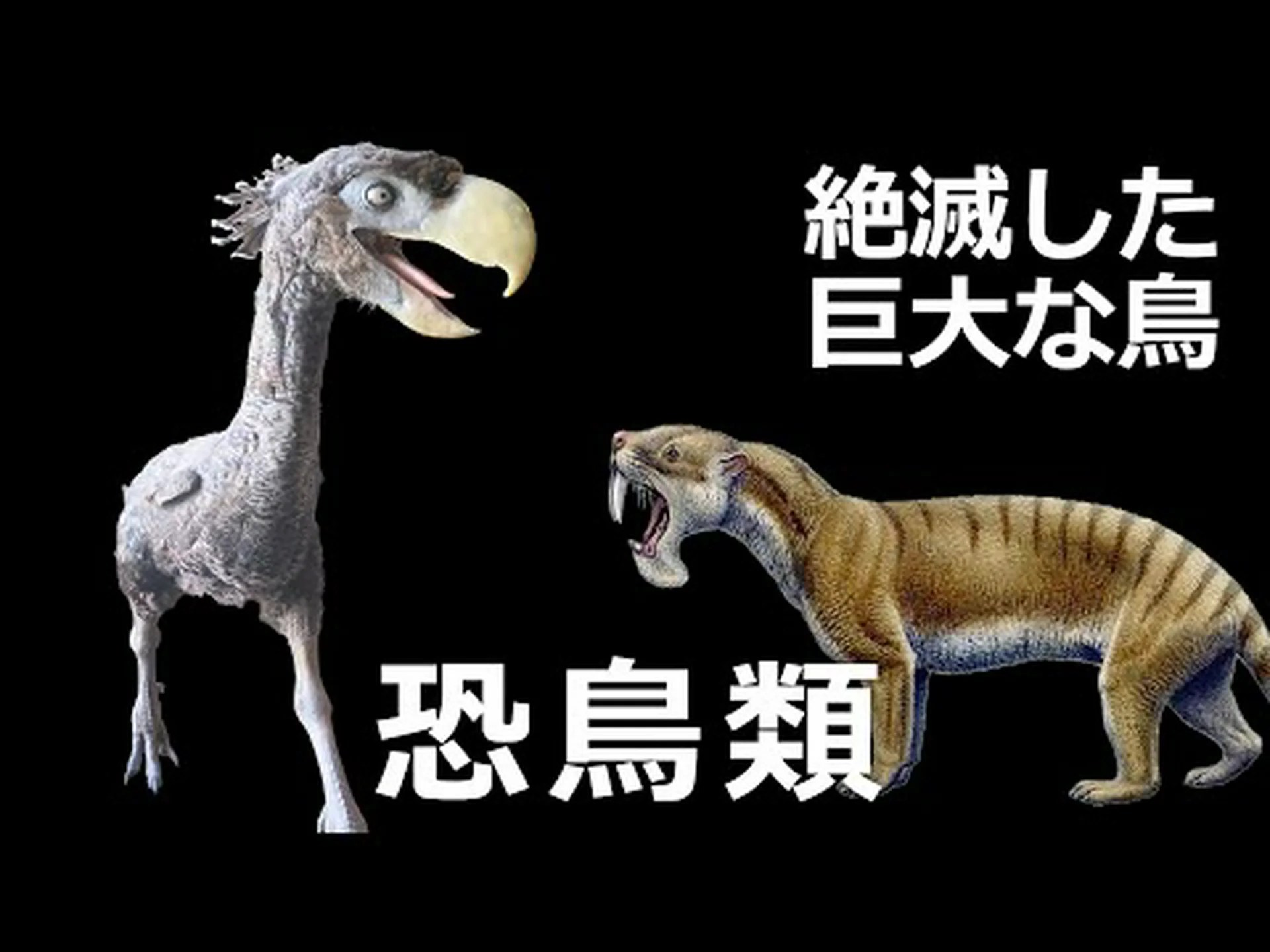 初期の人類によって引き起こされた火災により、オーストラリアの巨大な鳥類が絶滅した可能性がある 初期の人類によって引き起こされた火災により、オーストラリアの巨大な鳥類が絶滅した可能性がある