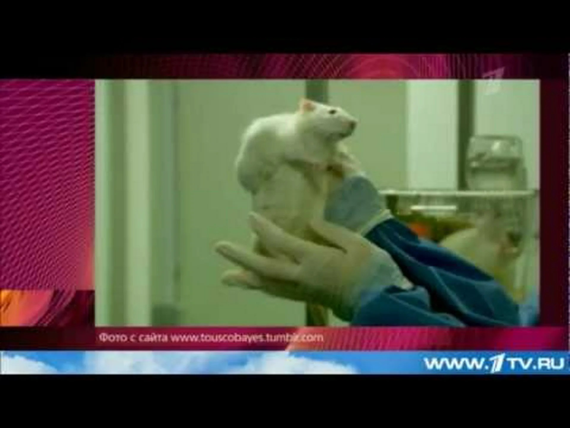 遺伝子組み換えトウモロコシの花粉はオオカバマダラには無害だと言われている 遺伝子組み換えトウモロコシの花粉はオオカバマダラには無害だと言われている