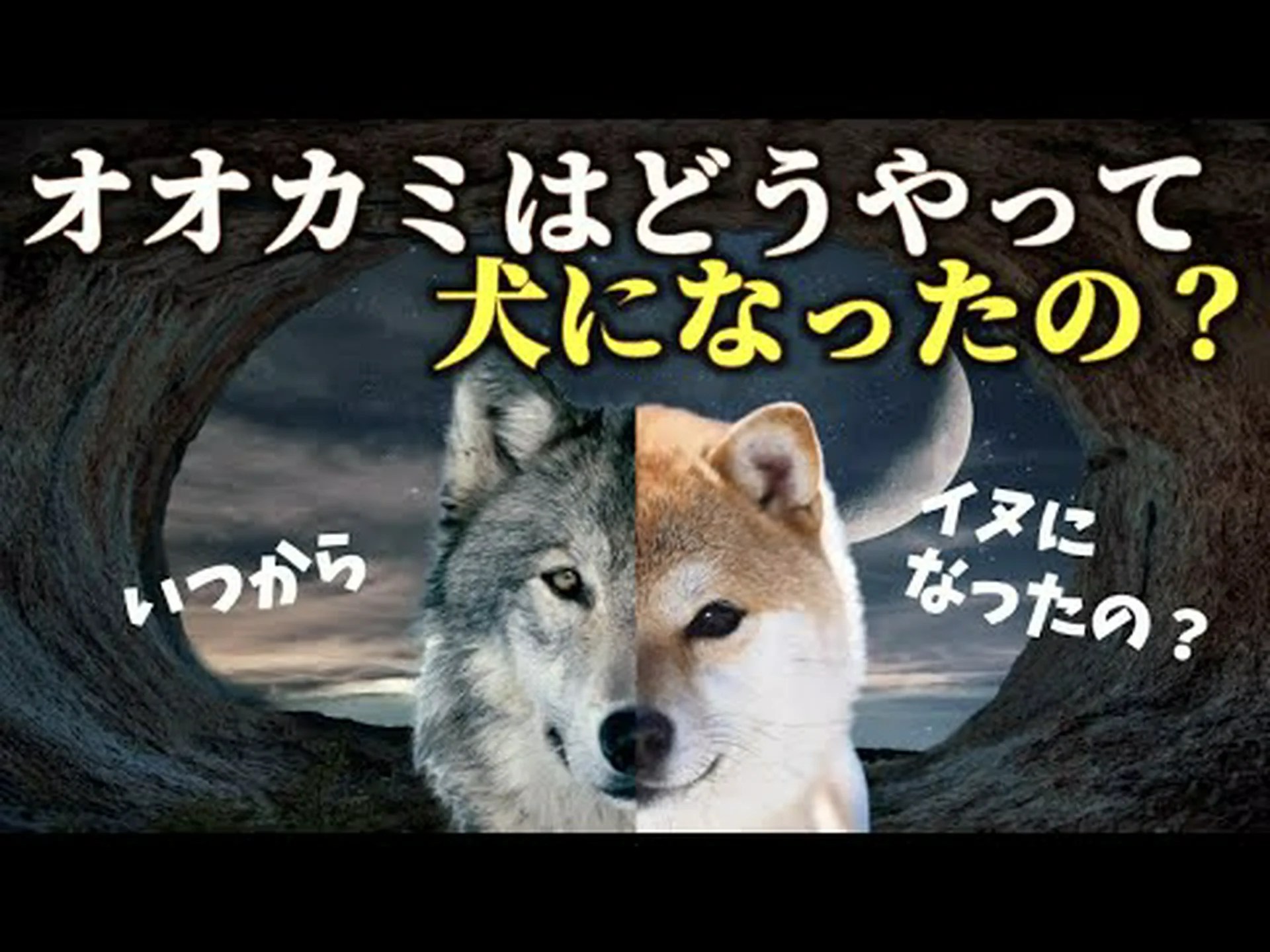 オオカミらしくない: 旧世界と新世界の犬は「原始的な飼い犬」の子孫です。 オオカミらしくない: 旧世界と新世界の犬は「原始的な飼い犬」の子孫です。