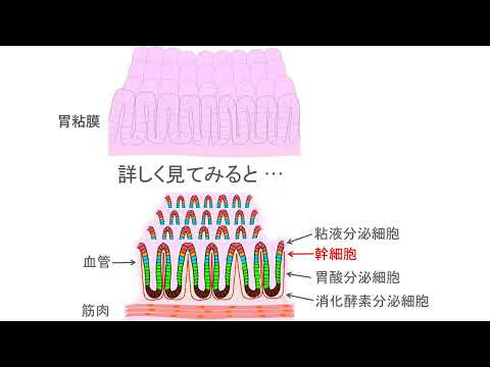 研究室での豊富な幹細胞の祝福 研究室での豊富な幹細胞の祝福