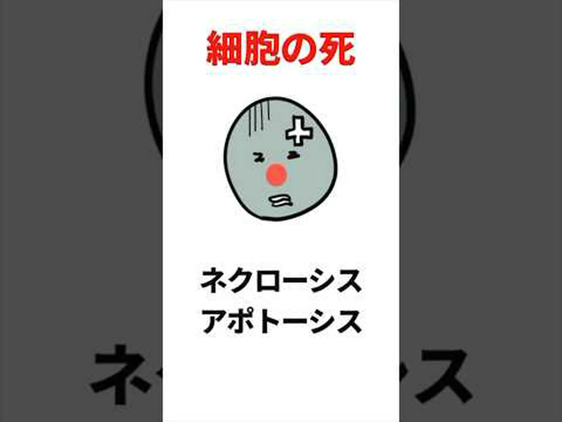 細胞死は若返りの泉? 細胞死は若返りの泉?