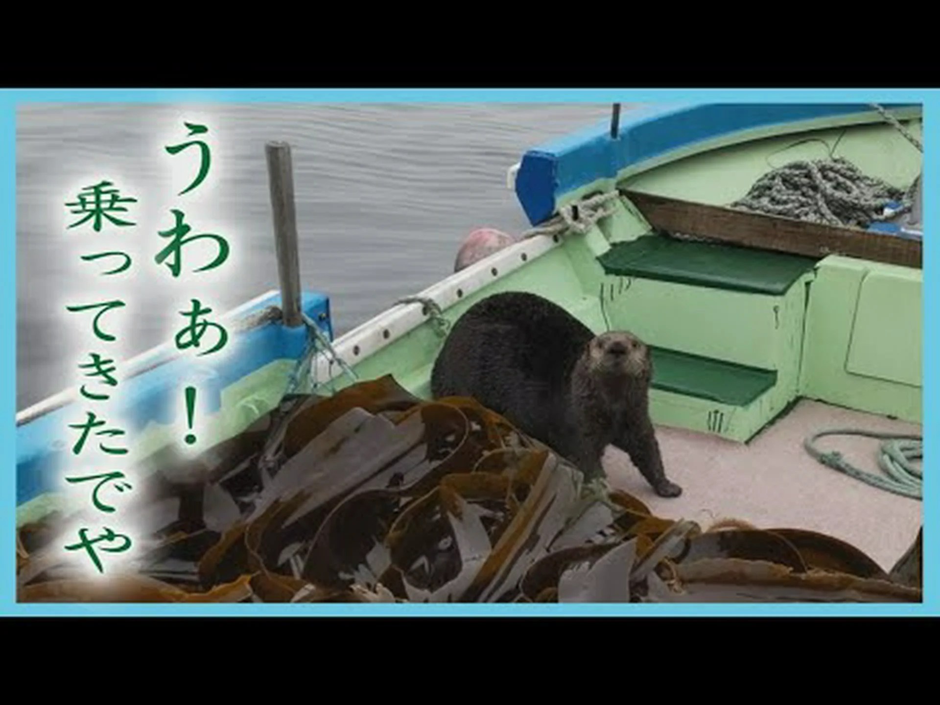 カリフォルニアのラッコは猫の泥で死ぬのか? カリフォルニアのラッコは猫の泥で死ぬのか?