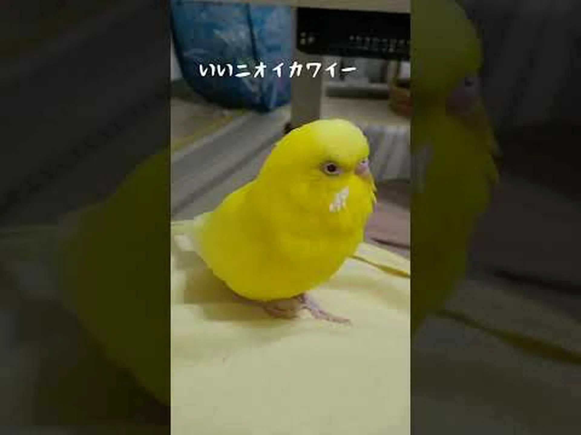 オウムは恐れられている以上に脅かされている オウムは恐れられている以上に脅かされている