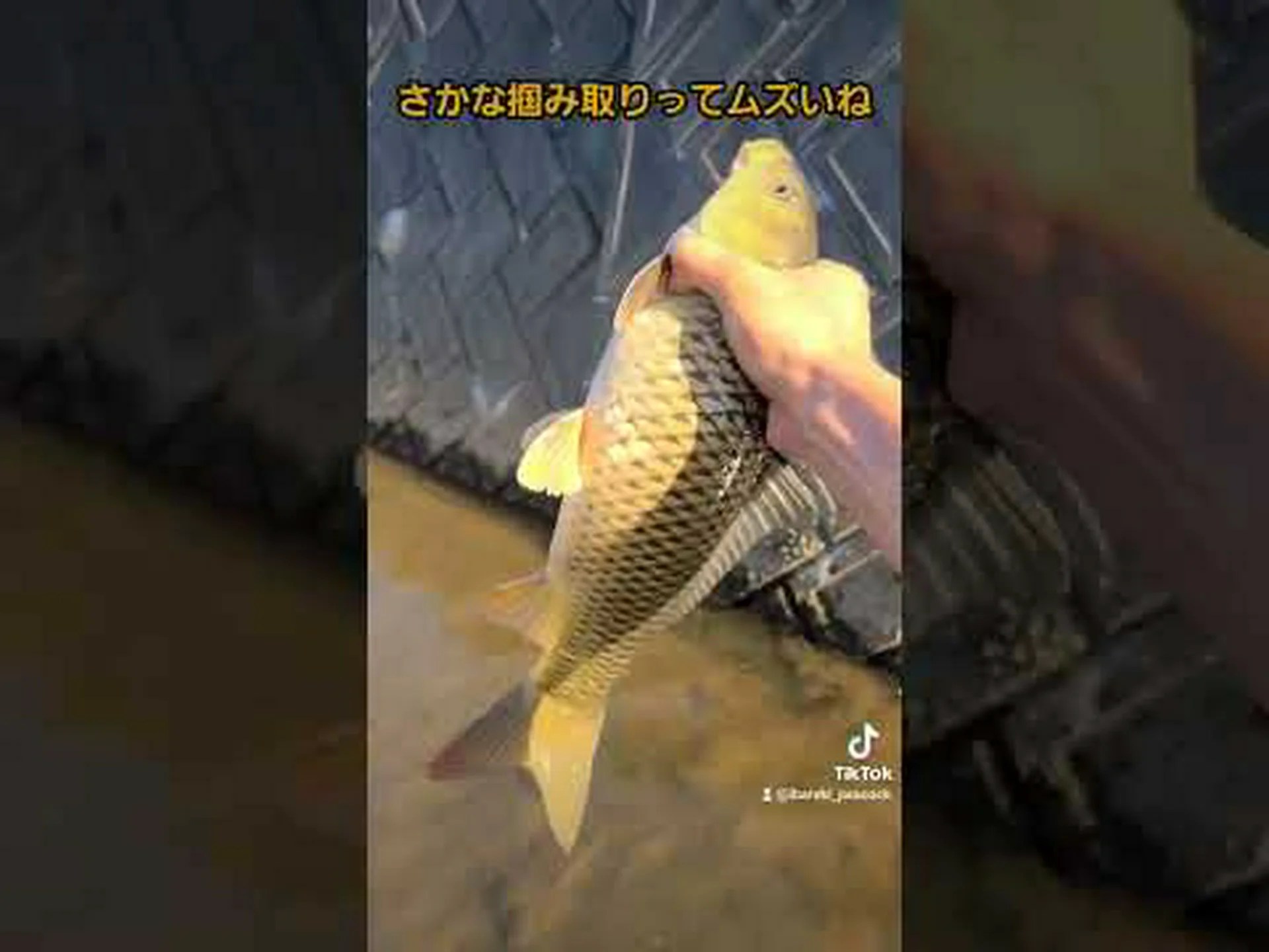 シャーレからの精子 シャーレからの精子