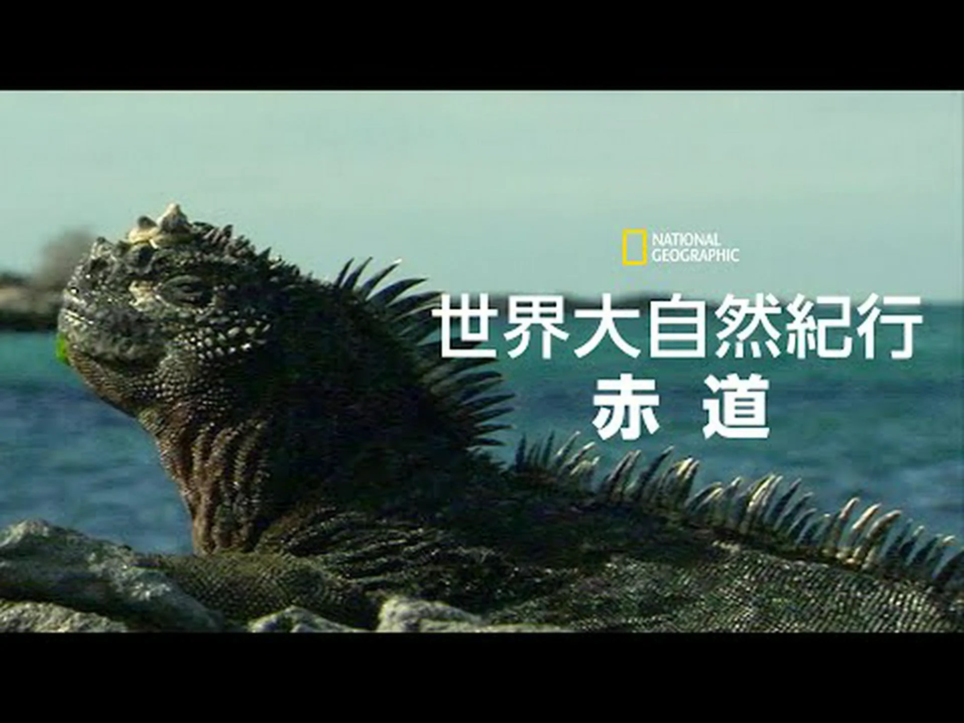 海洋熱帯雨林 海洋熱帯雨林