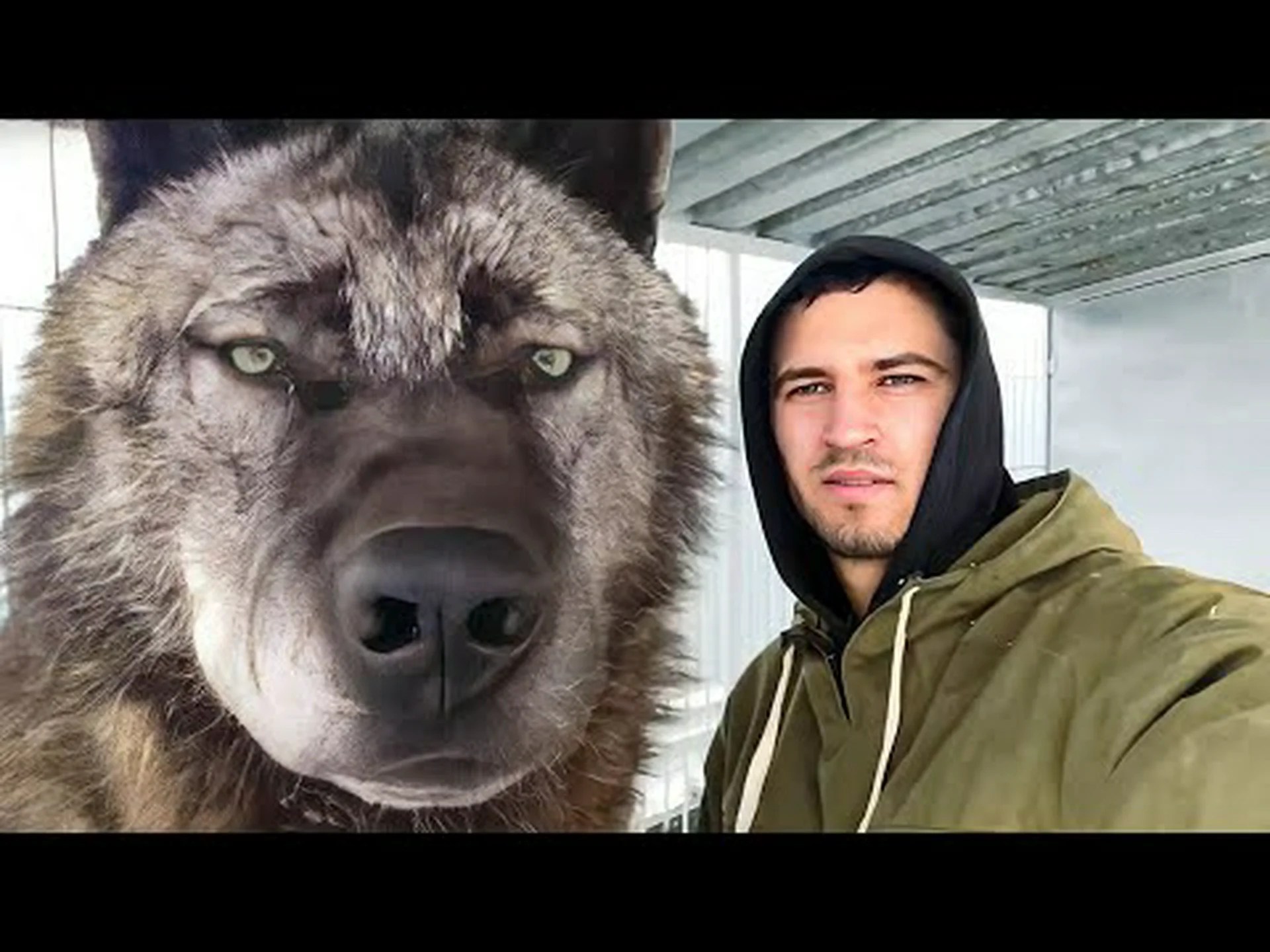 犬の毛皮をかぶったオオカミ 犬の毛皮をかぶったオオカミ