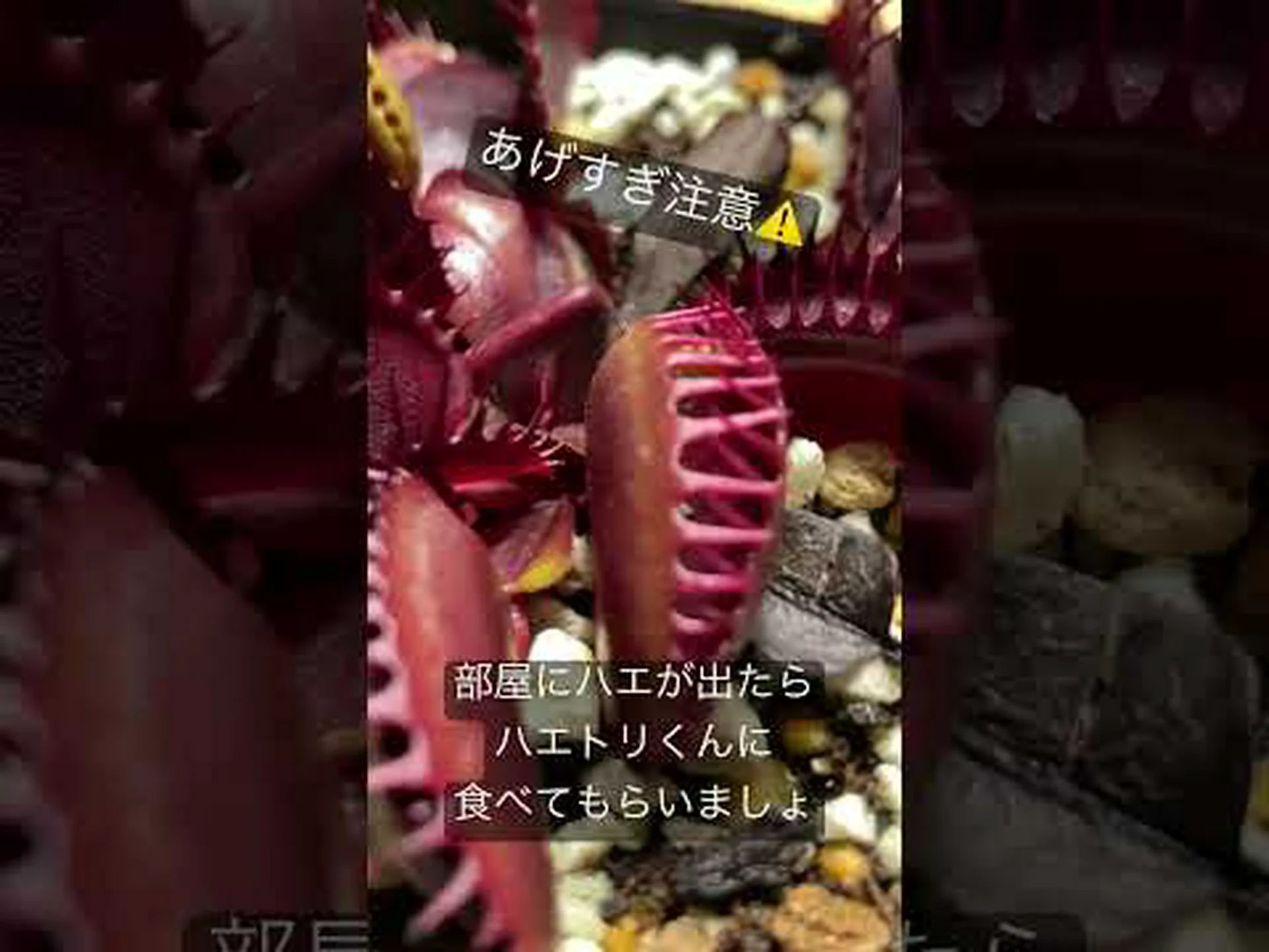 必要なときには植物はハエを食べる 必要なときには植物はハエを食べる