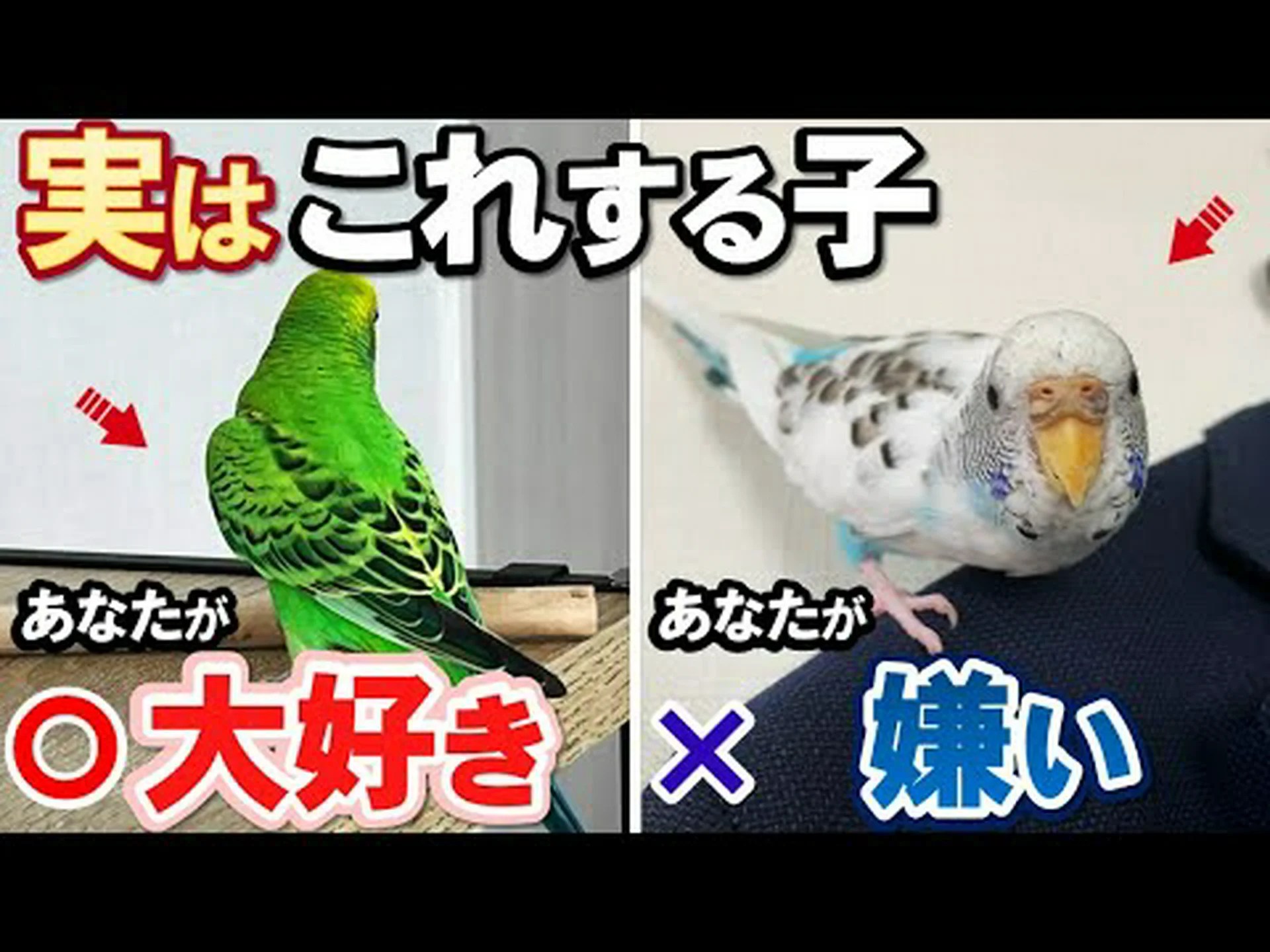 鳥も「震える芸」をすることができます 鳥も「震える芸」をすることができます