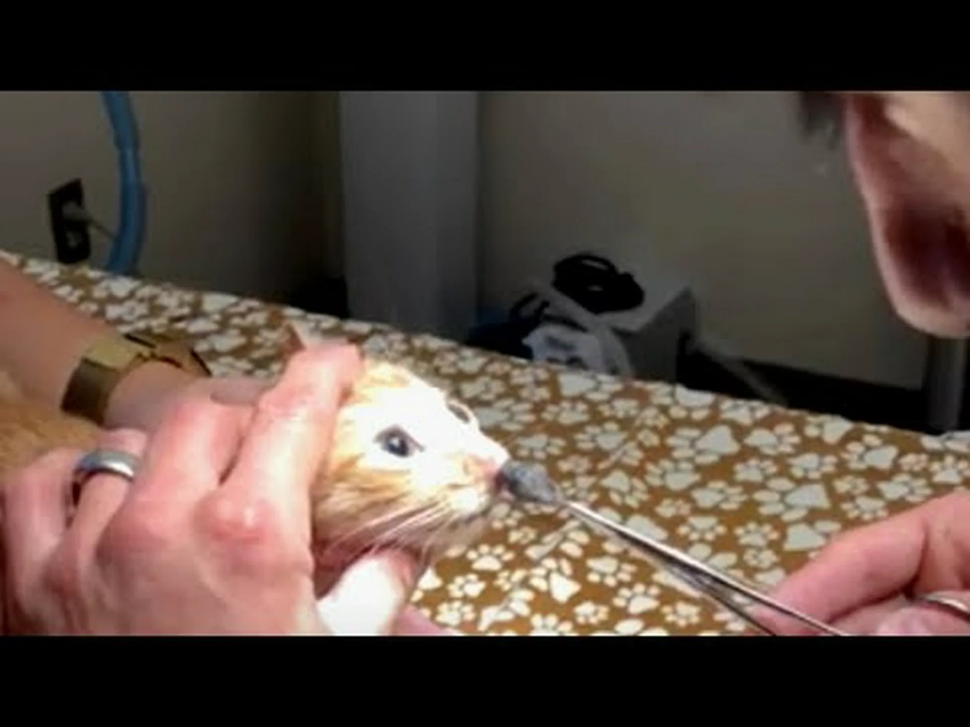 寄生虫は脳に干渉することで猫のネズミを助ける 寄生虫は脳に干渉することで猫のネズミを助ける