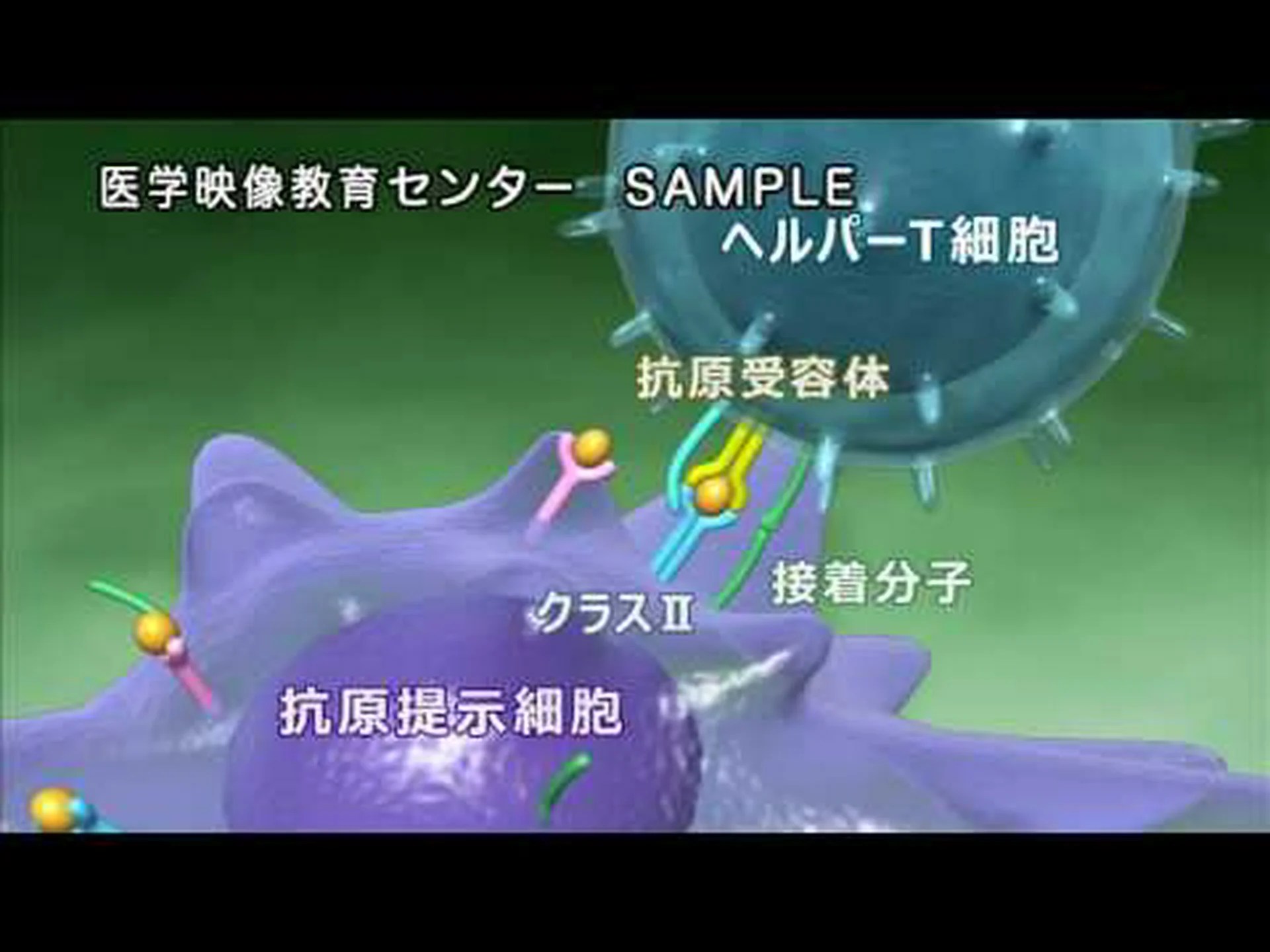 免疫システムの呪縛にさらされた社会的行動 免疫システムの呪縛にさらされた社会的行動