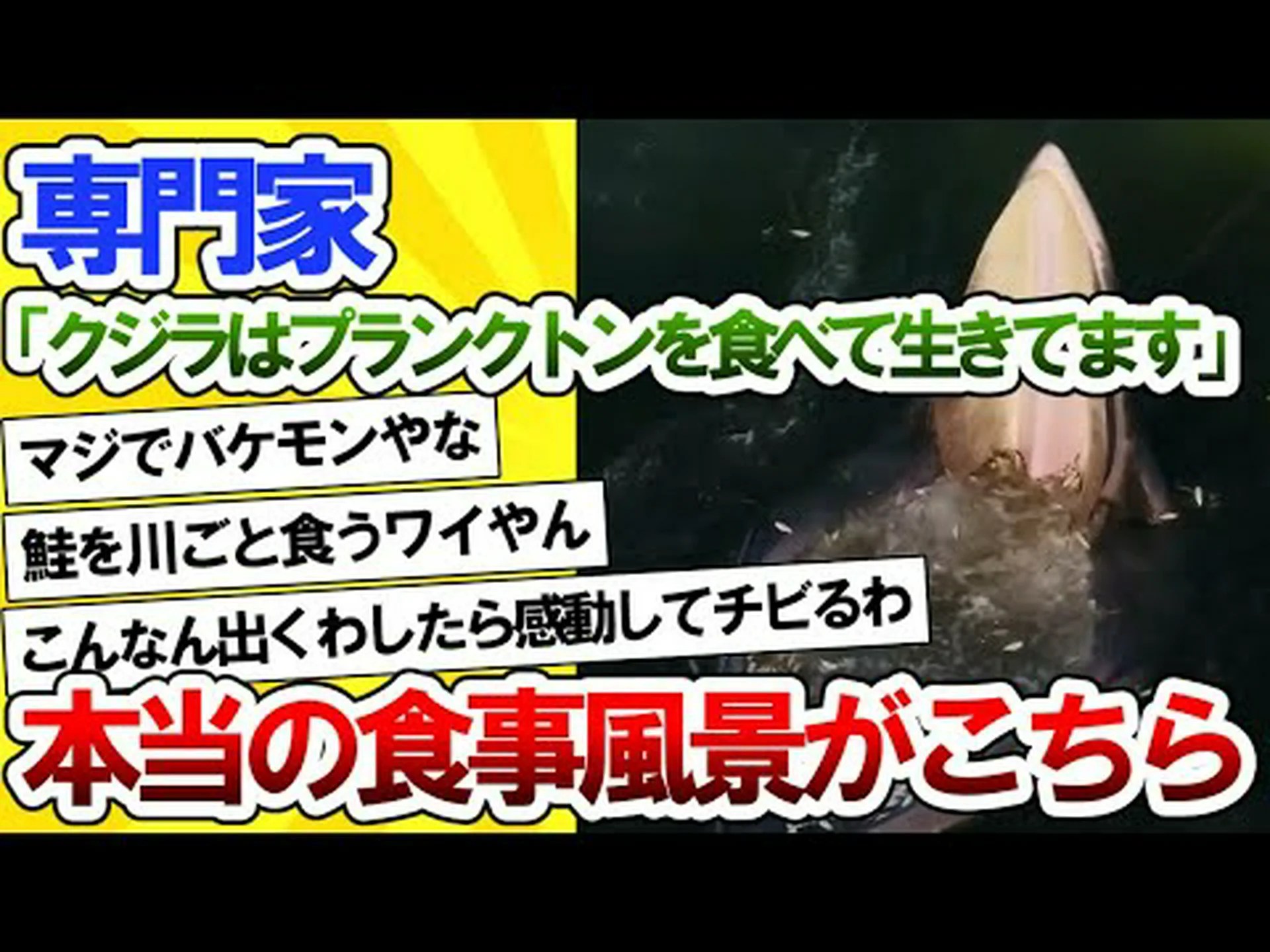 驚くほど温かいプランクトンを食べる動物 驚くほど温かいプランクトンを食べる動物