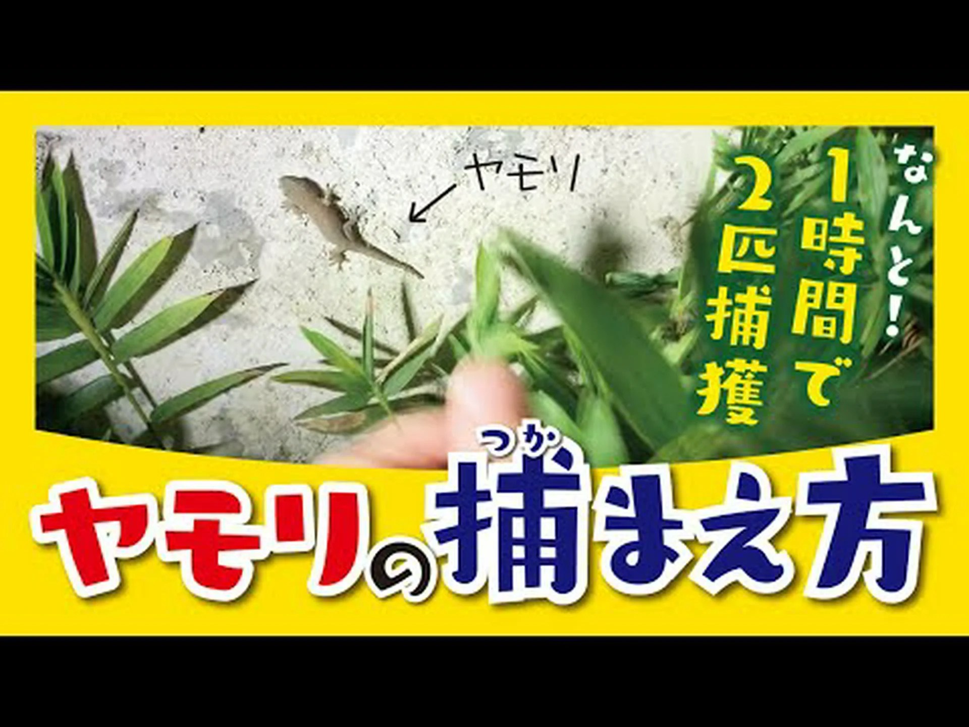 ヤモリから蛍光縞を発見 ヤモリから蛍光縞を発見