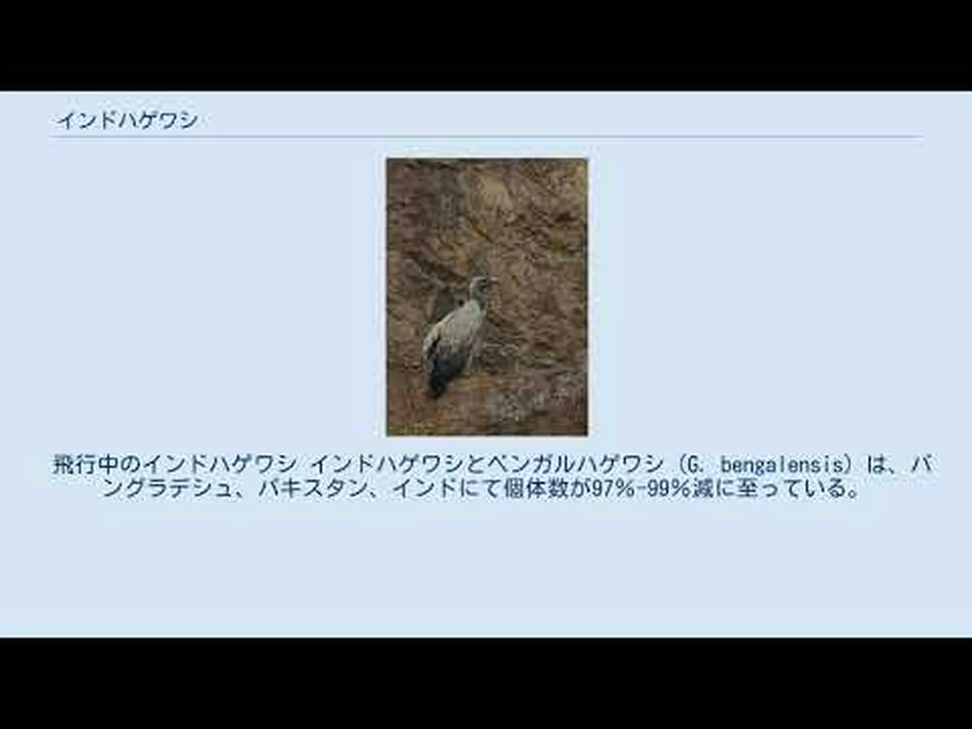 インドとパキスタンでジクロフェナクがハゲワシを殺す インドとパキスタンでジクロフェナクがハゲワシを殺す