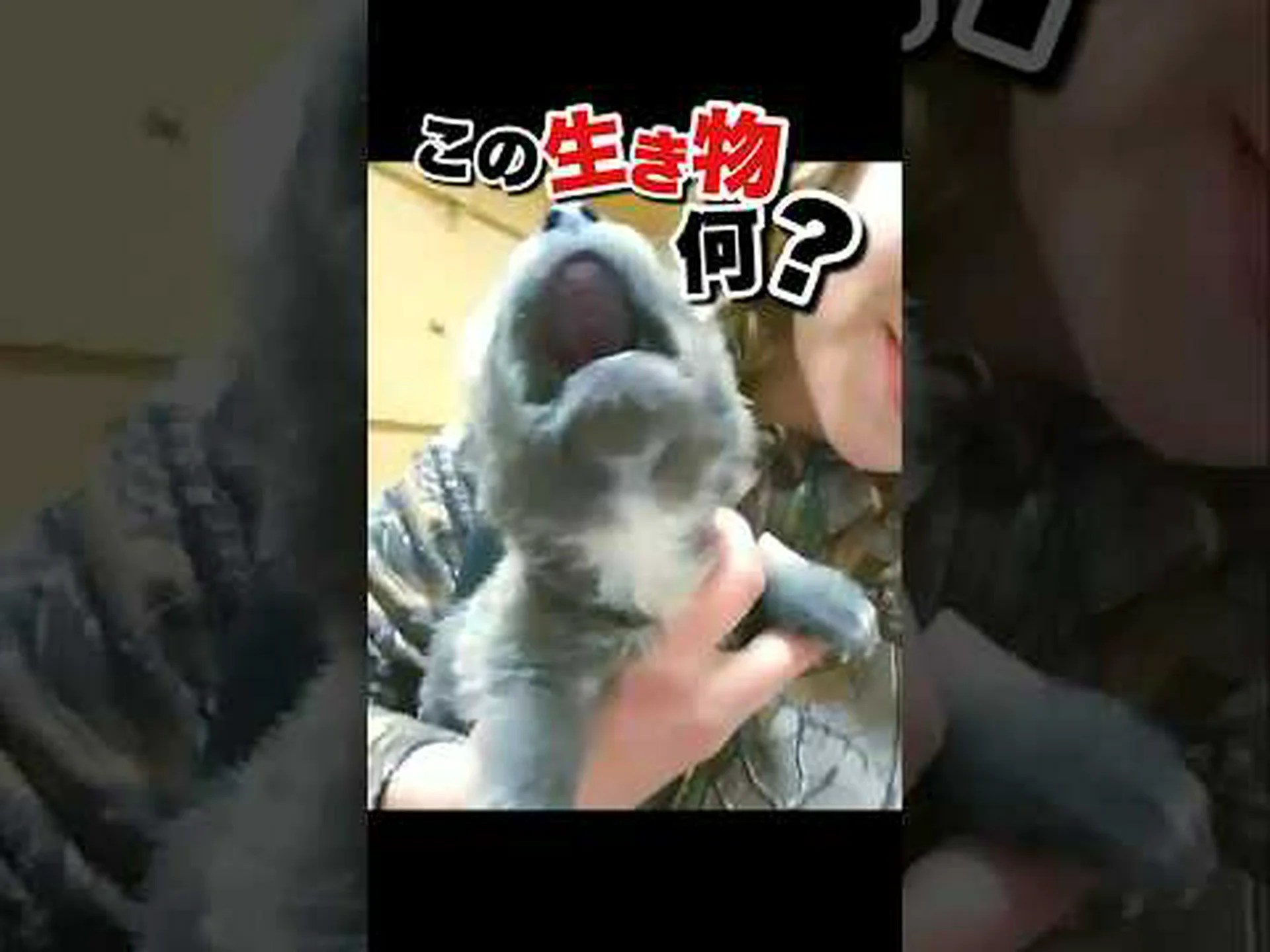 元の犬の謎 元の犬の謎