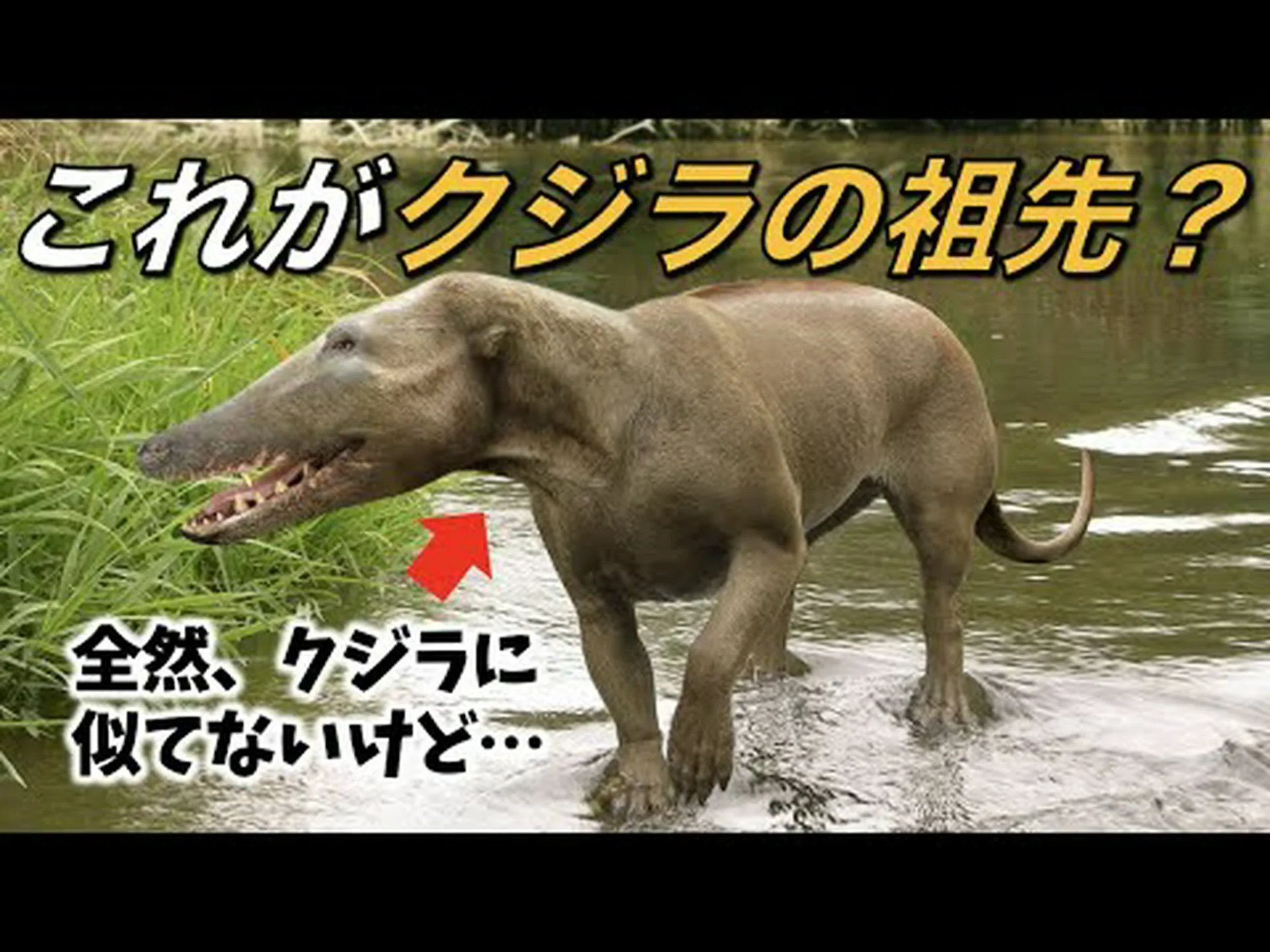 カバの祖先発見 カバの祖先発見