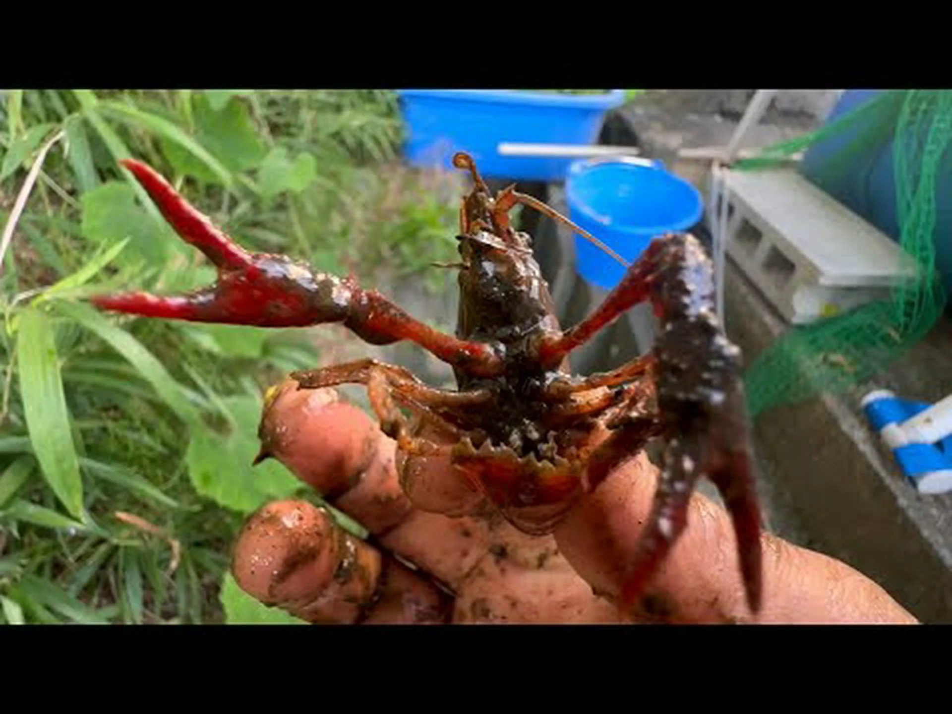 生物侵入は増加し続けている 生物侵入は増加し続けている