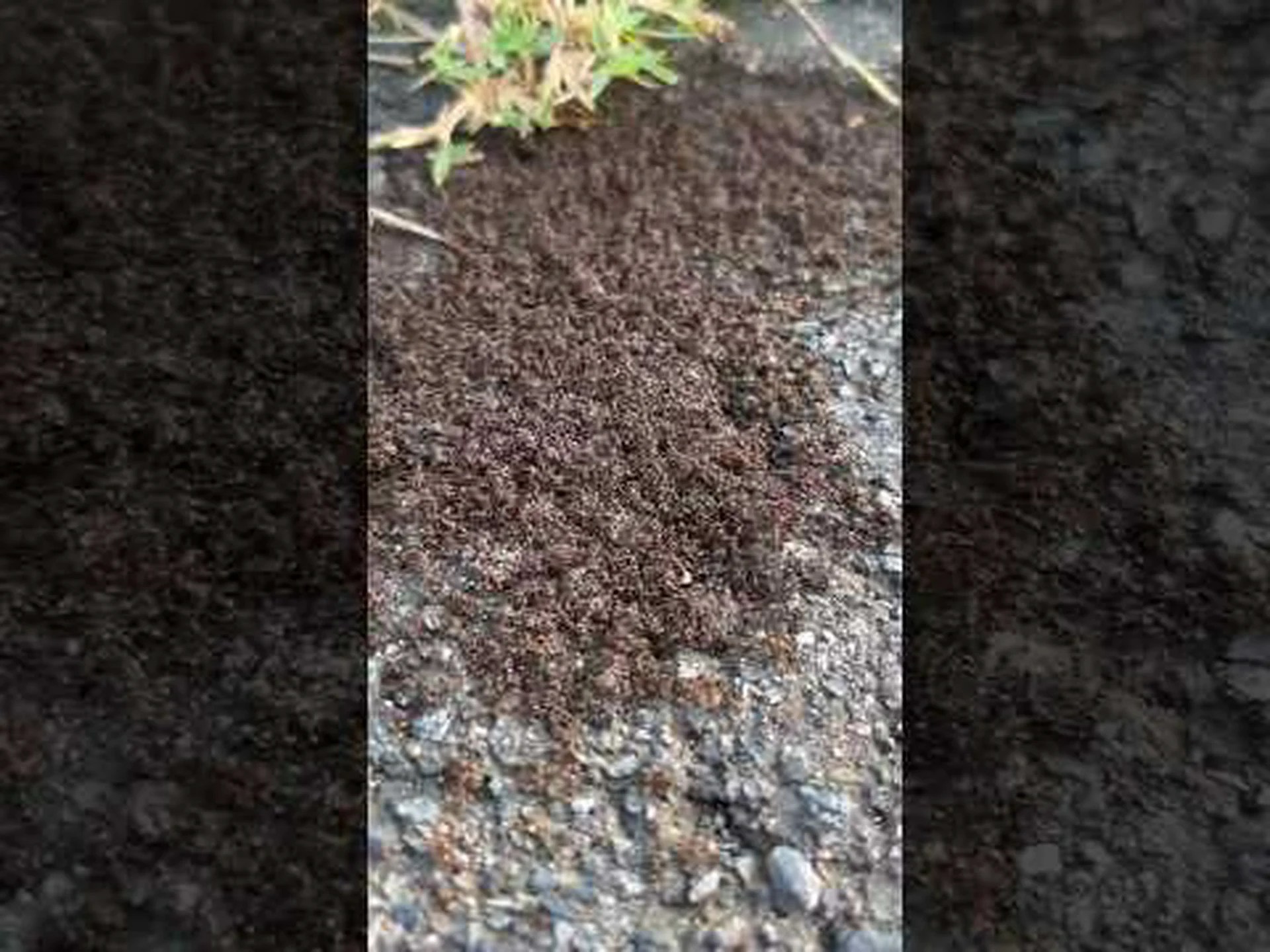 洗練されたアリナビゲーションシステム 洗練されたアリナビゲーションシステム