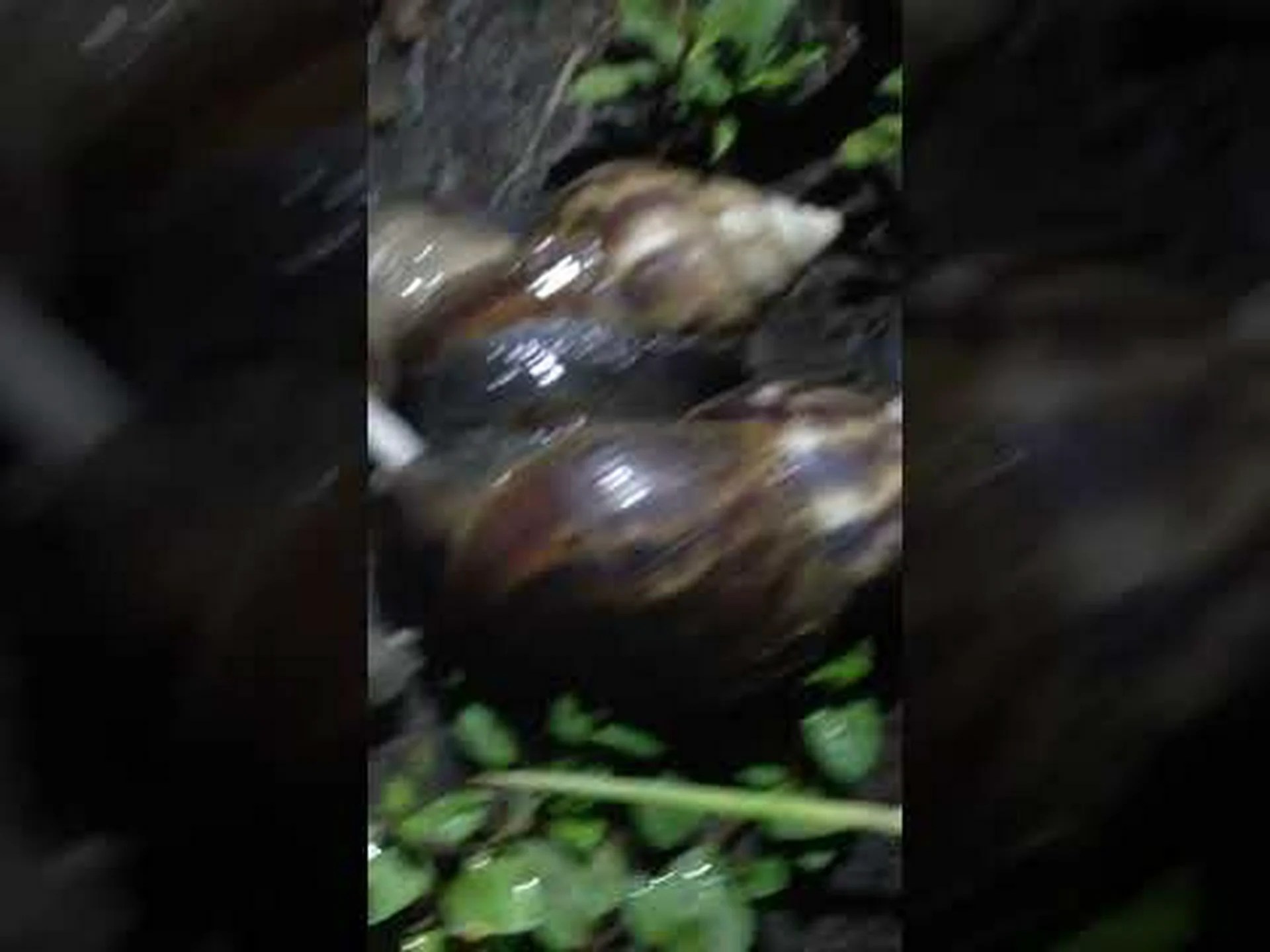 奇妙なカタツムリのセックス 奇妙なカタツムリのセックス