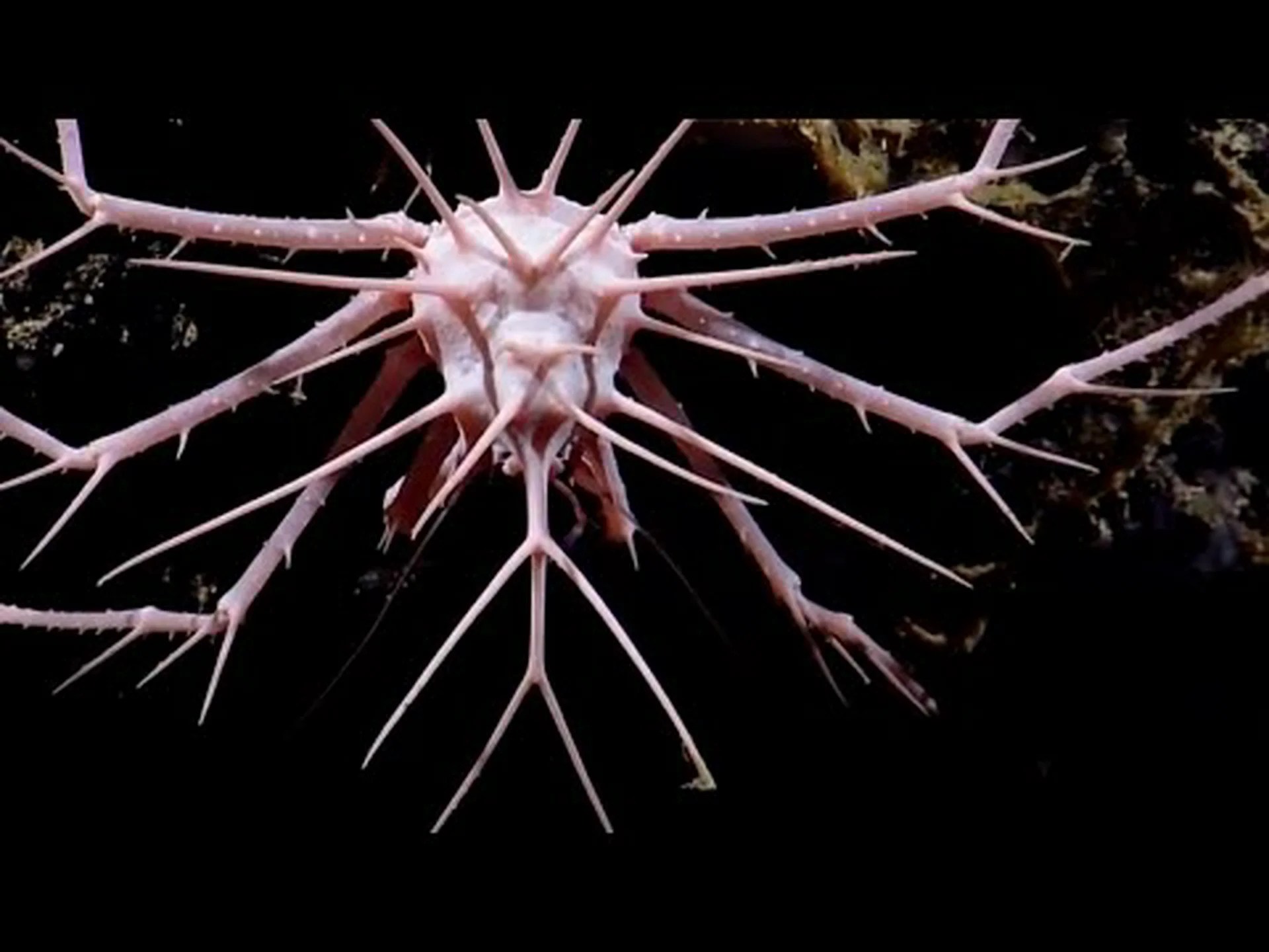 2018年に新たに発見された種トップ10 2018年に新たに発見された種トップ10