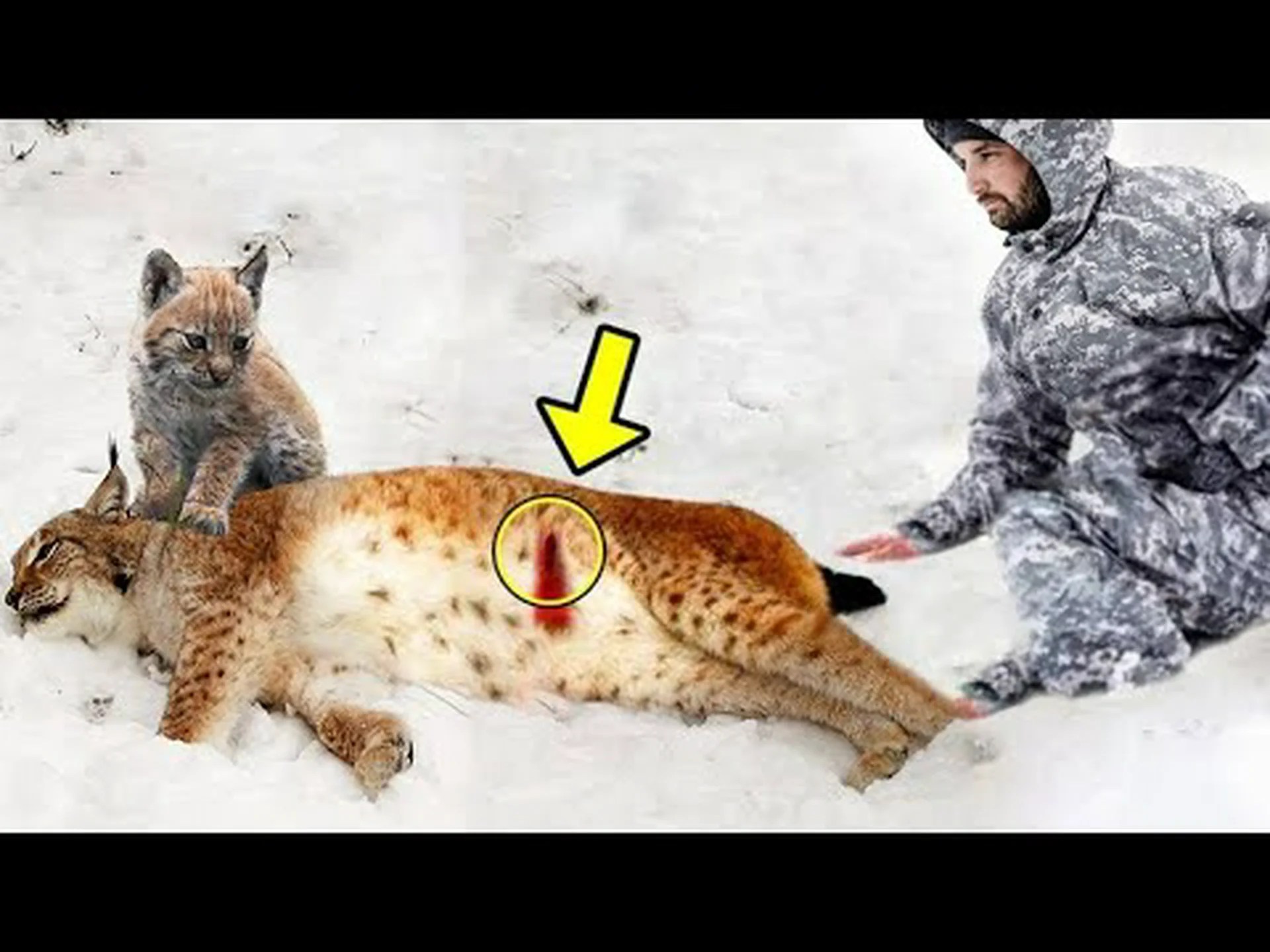 オオヤマネコは粉雪が嫌いです オオヤマネコは粉雪が嫌いです