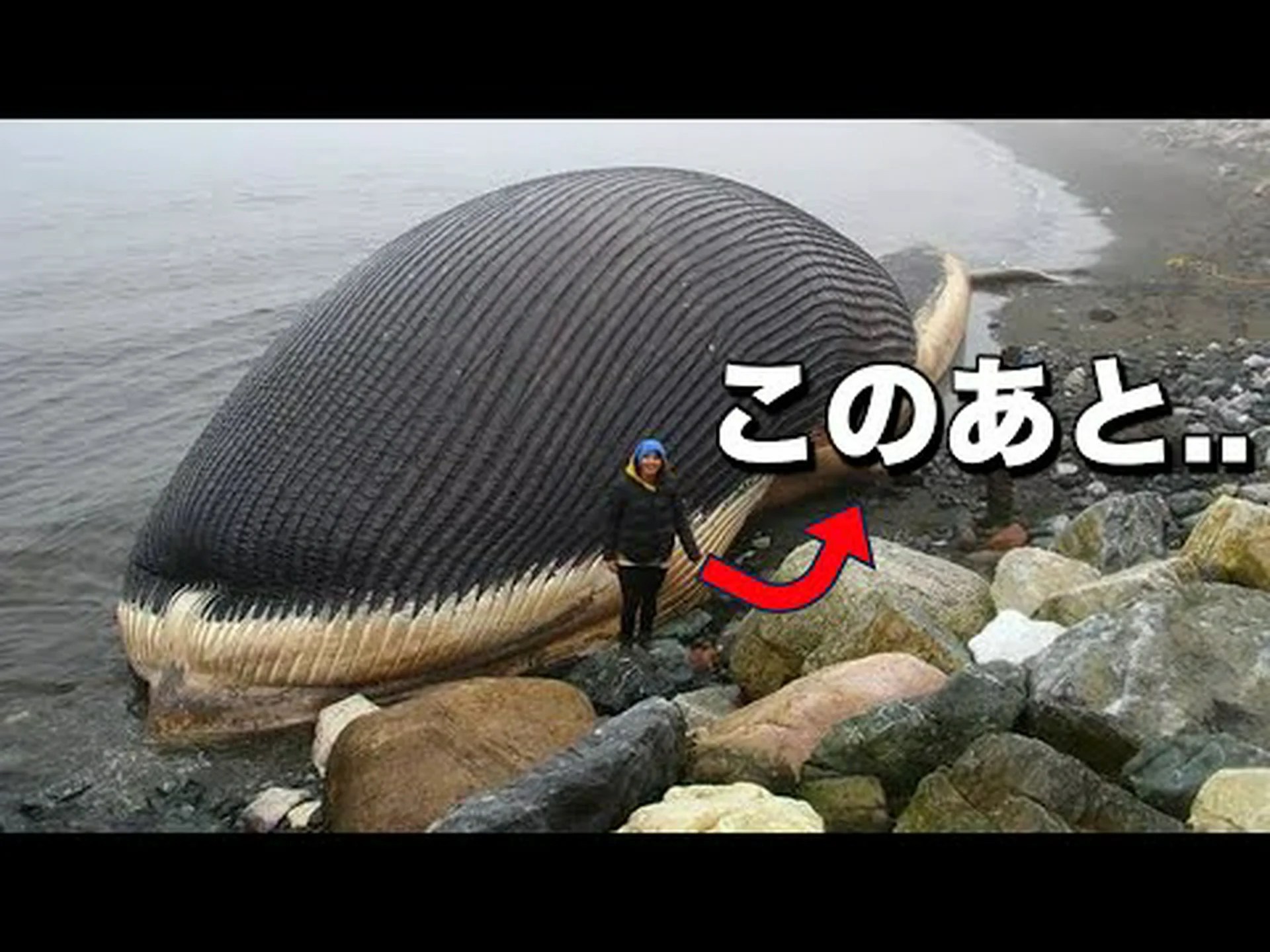 研究者: 捕鯨は他の海洋哺乳類も絶滅させました 研究者: 捕鯨は他の海洋哺乳類も絶滅させました