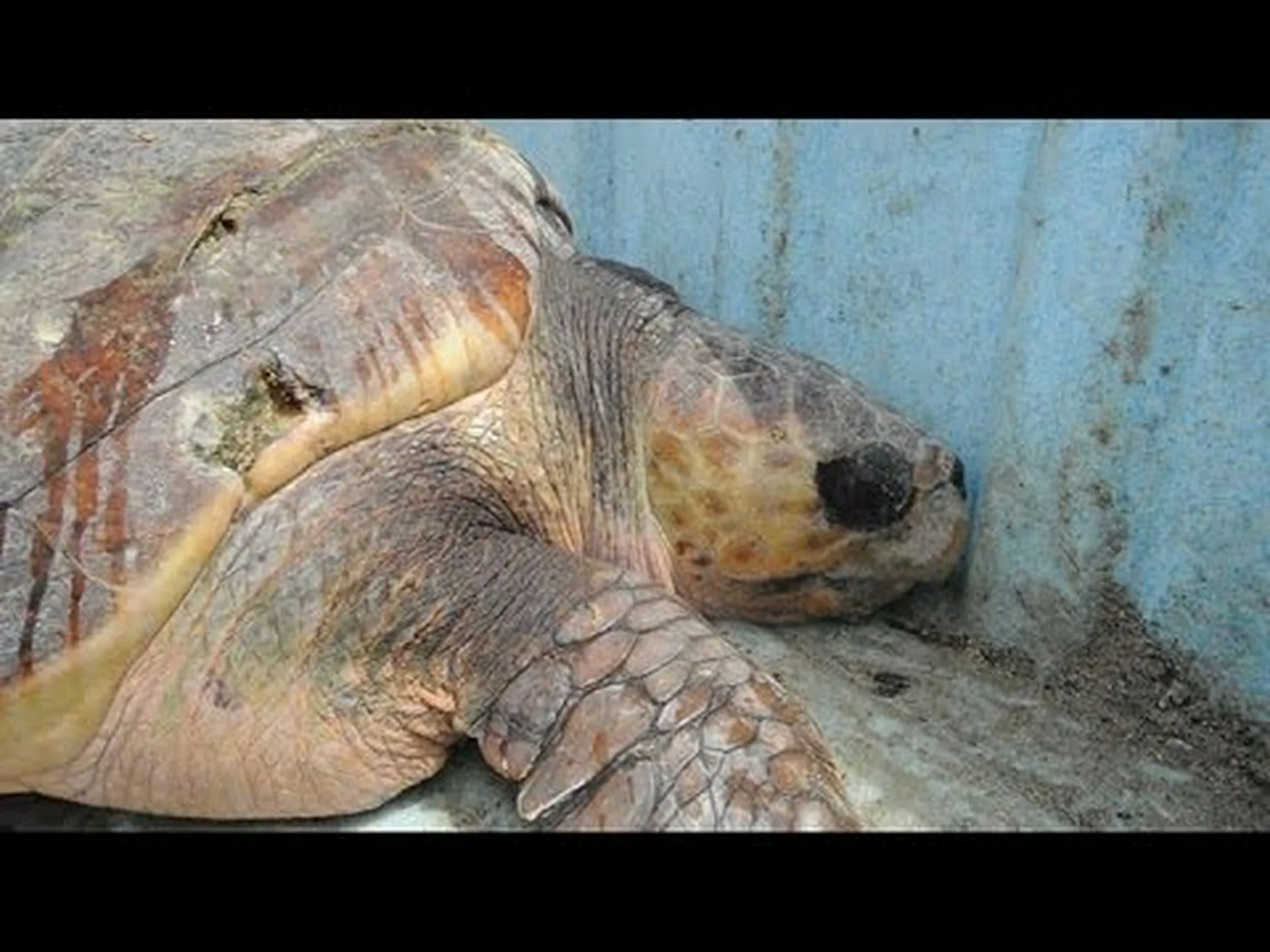 若いウミガメの追跡 若いウミガメの追跡