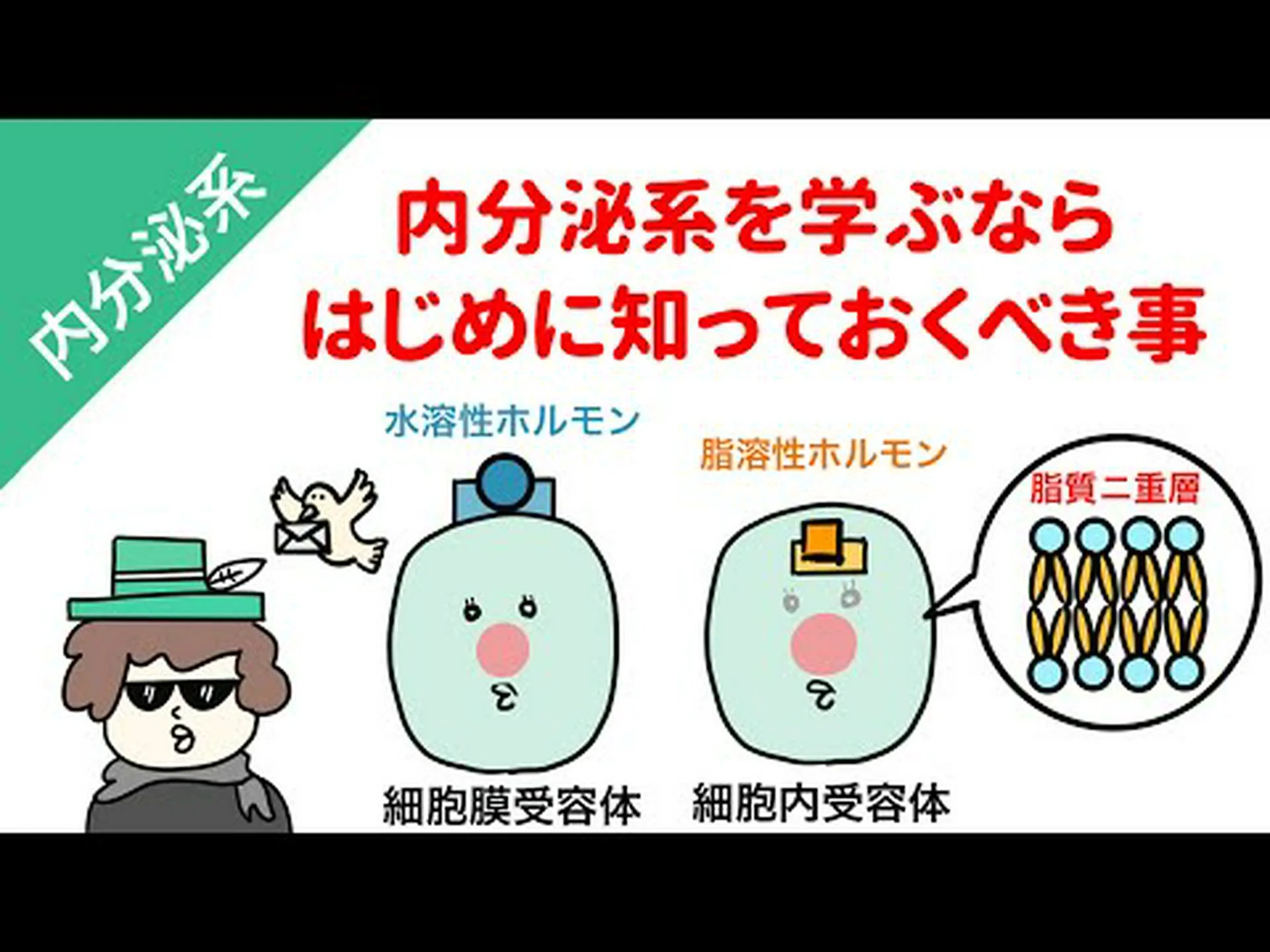 ヒトタンパク質の多様性に関与するステロイドホルモン ヒトタンパク質の多様性に関与するステロイドホルモン
