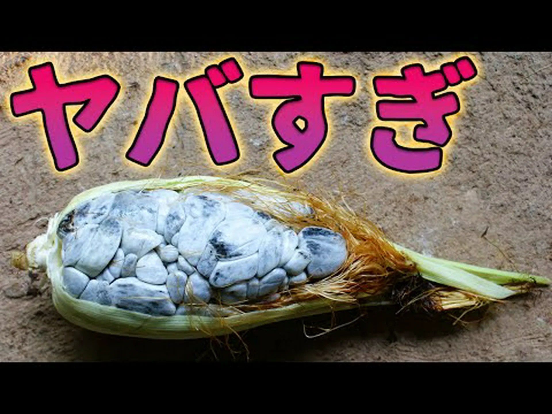 トウモロコシは危険にさらされると良い香りがする トウモロコシは危険にさらされると良い香りがする