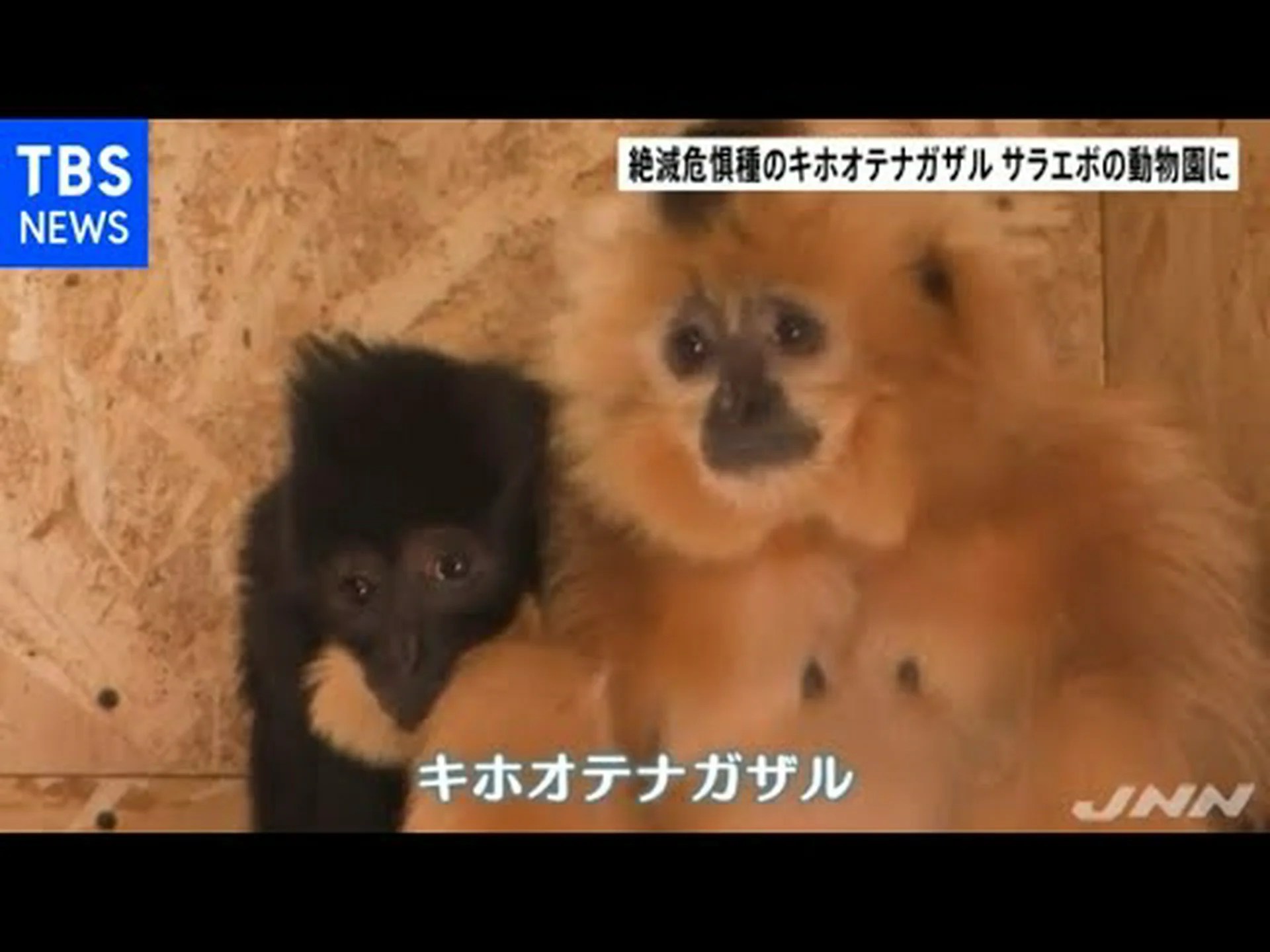 テナガザルがささやくこと テナガザルがささやくこと