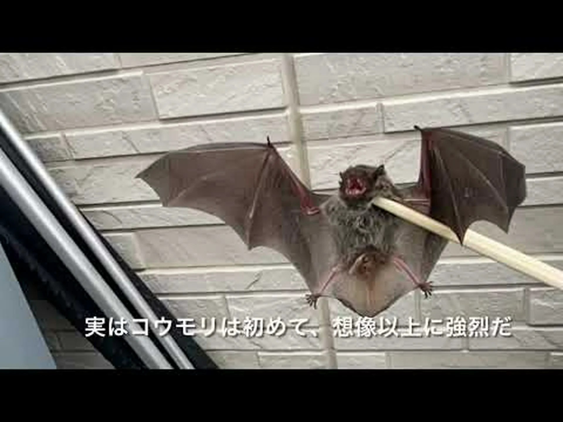 大型コウモリは都市部では獲物が少ない 大型コウモリは都市部では獲物が少ない